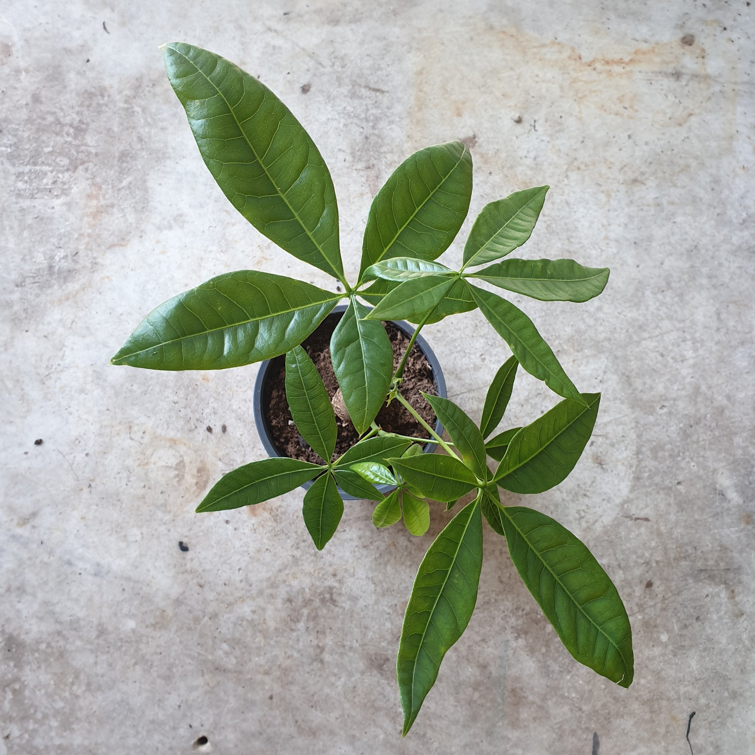 Pachira aquatica (Guiana Chestnut/ Money Tree)