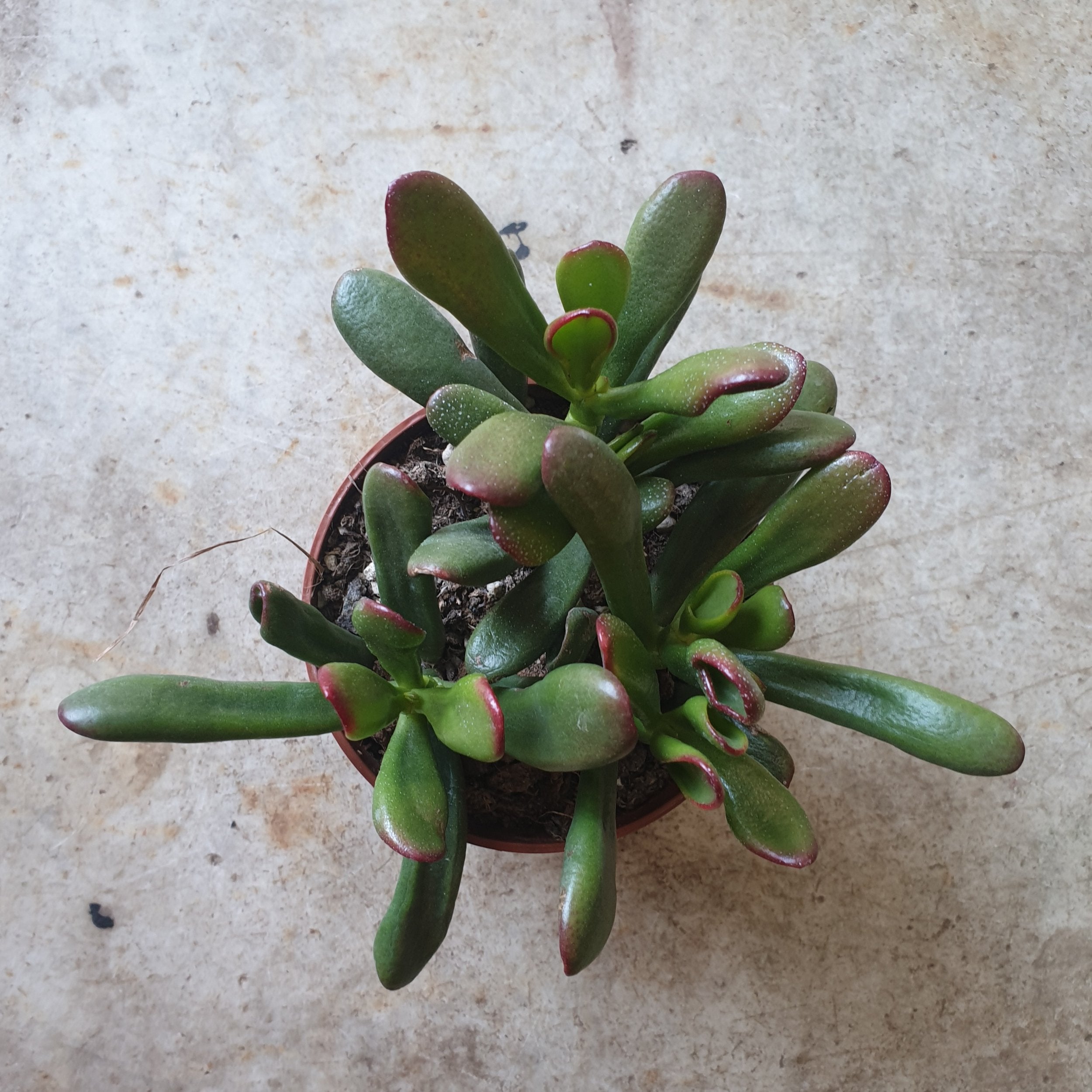 Crassula ovata &