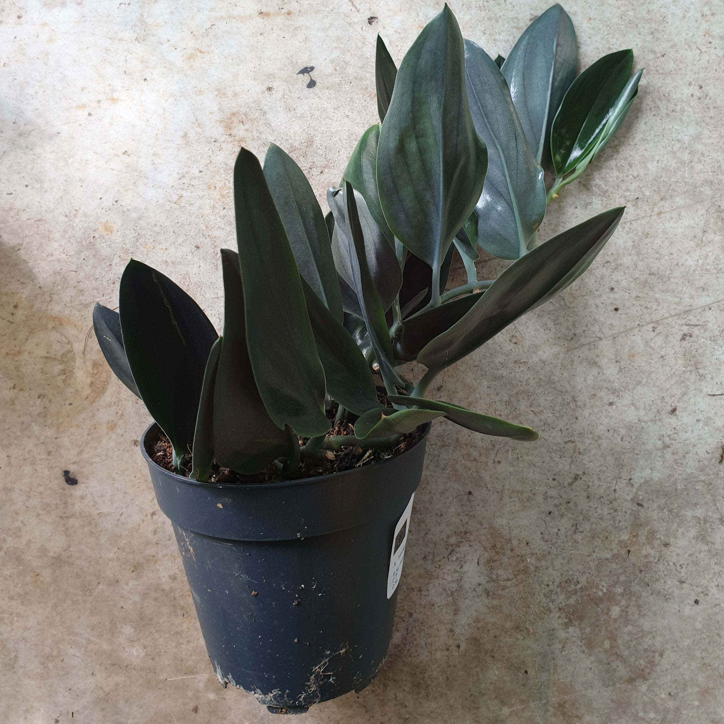 pothos dark form Scindapsus treubii 'Dark form' (Pothos)