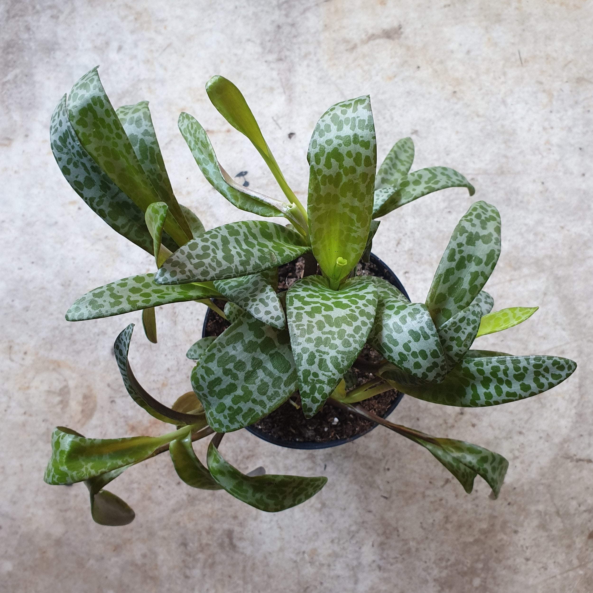 leopard lily succulent Buy Ledebouria socialis (Leopard Lily)