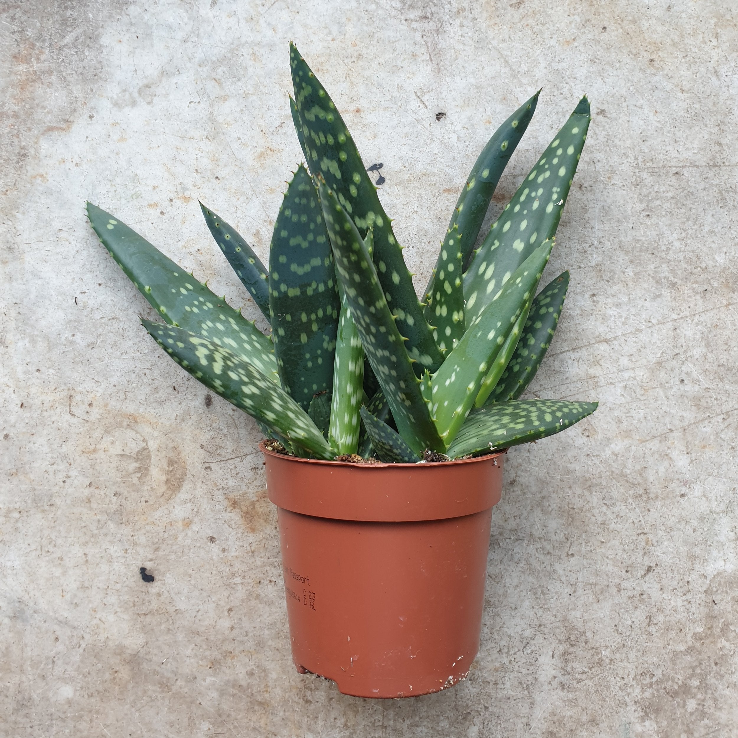 Aloe vera &