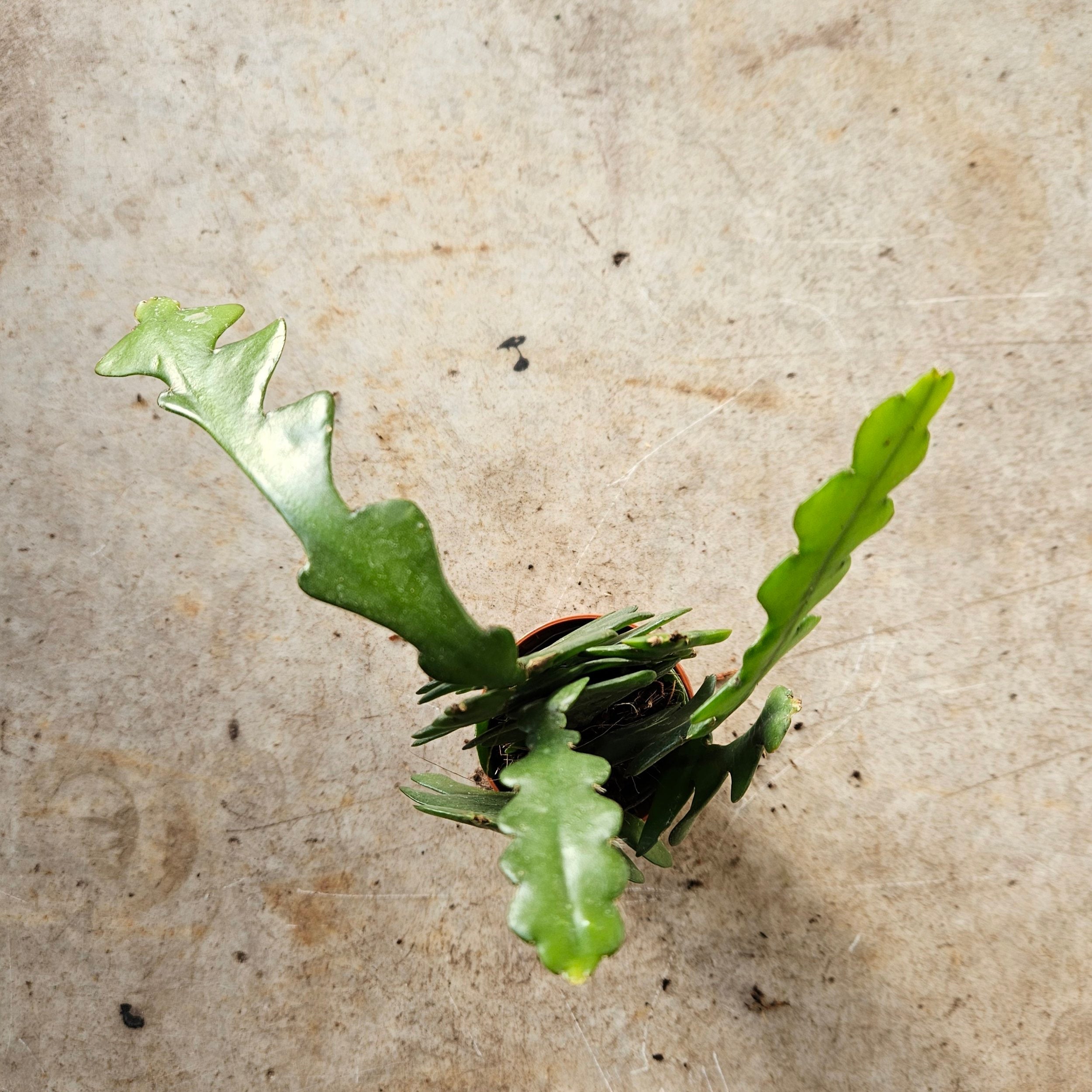 Disocactus anguliger syn. Epiphyllum anguliger (Fishbone Cactus)- Multiple sizes