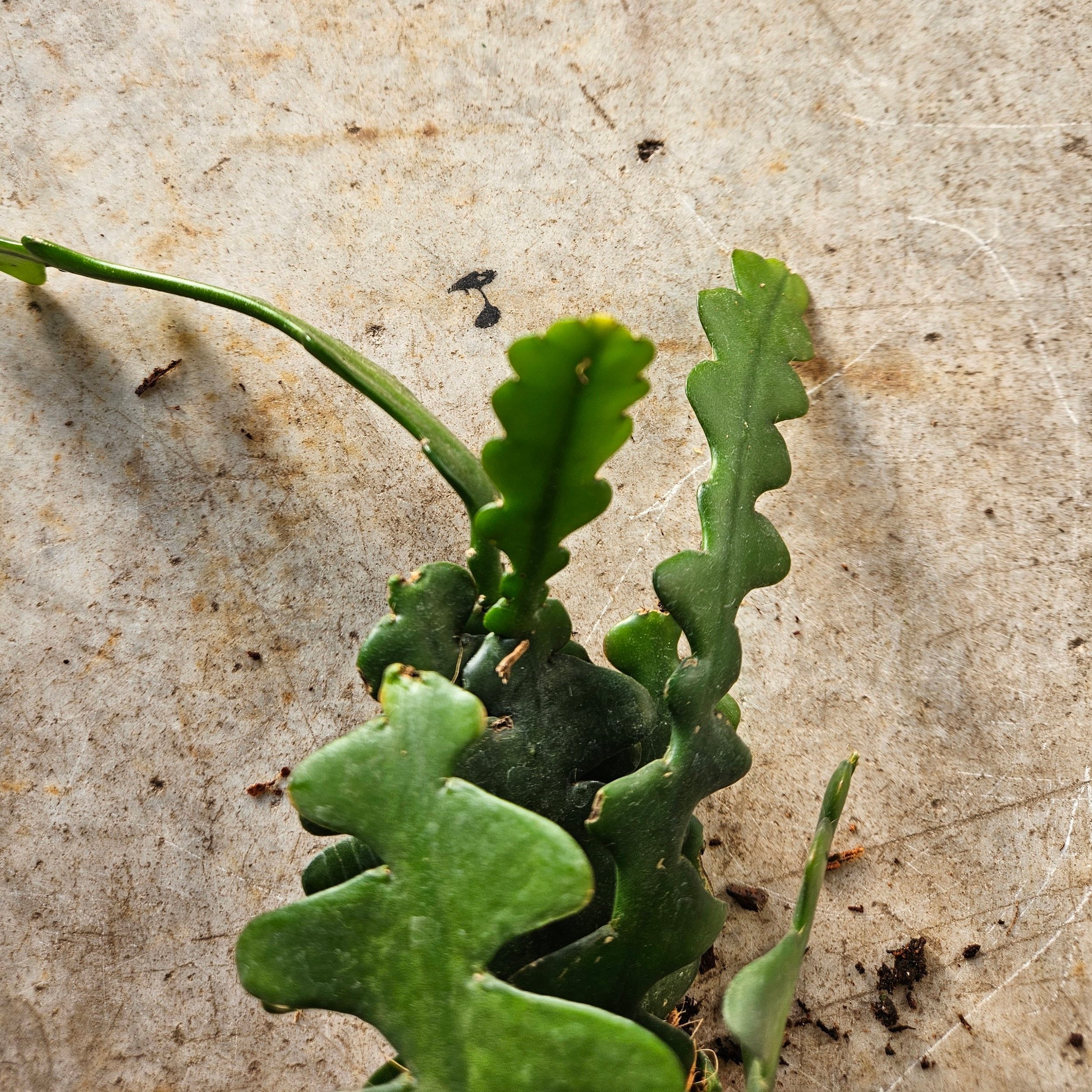 Disocactus anguliger syn. Epiphyllum anguliger (Fishbone Cactus)- Multiple sizes