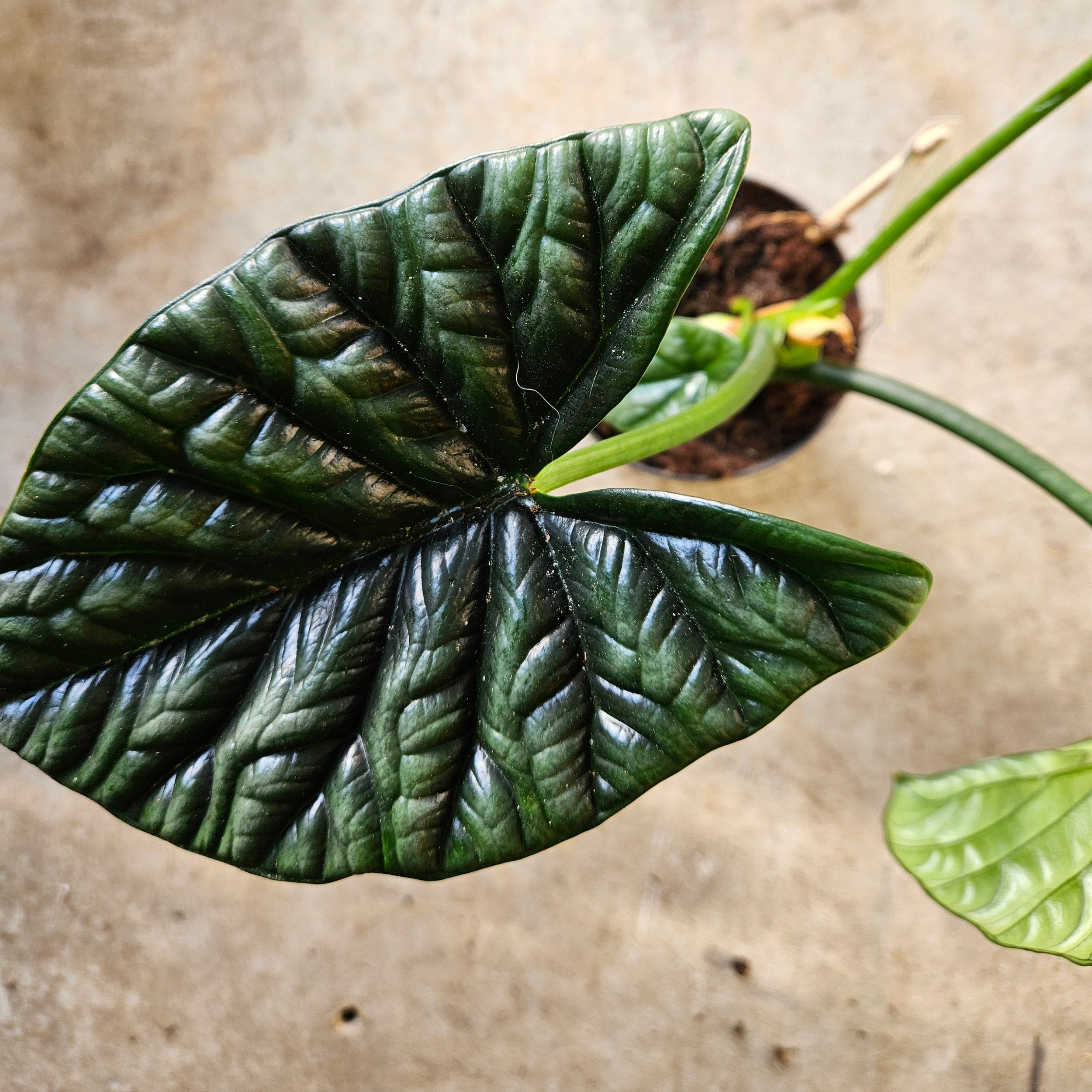 Alocasia Sinuata (Quilted Dreams/ Elephant Ear)