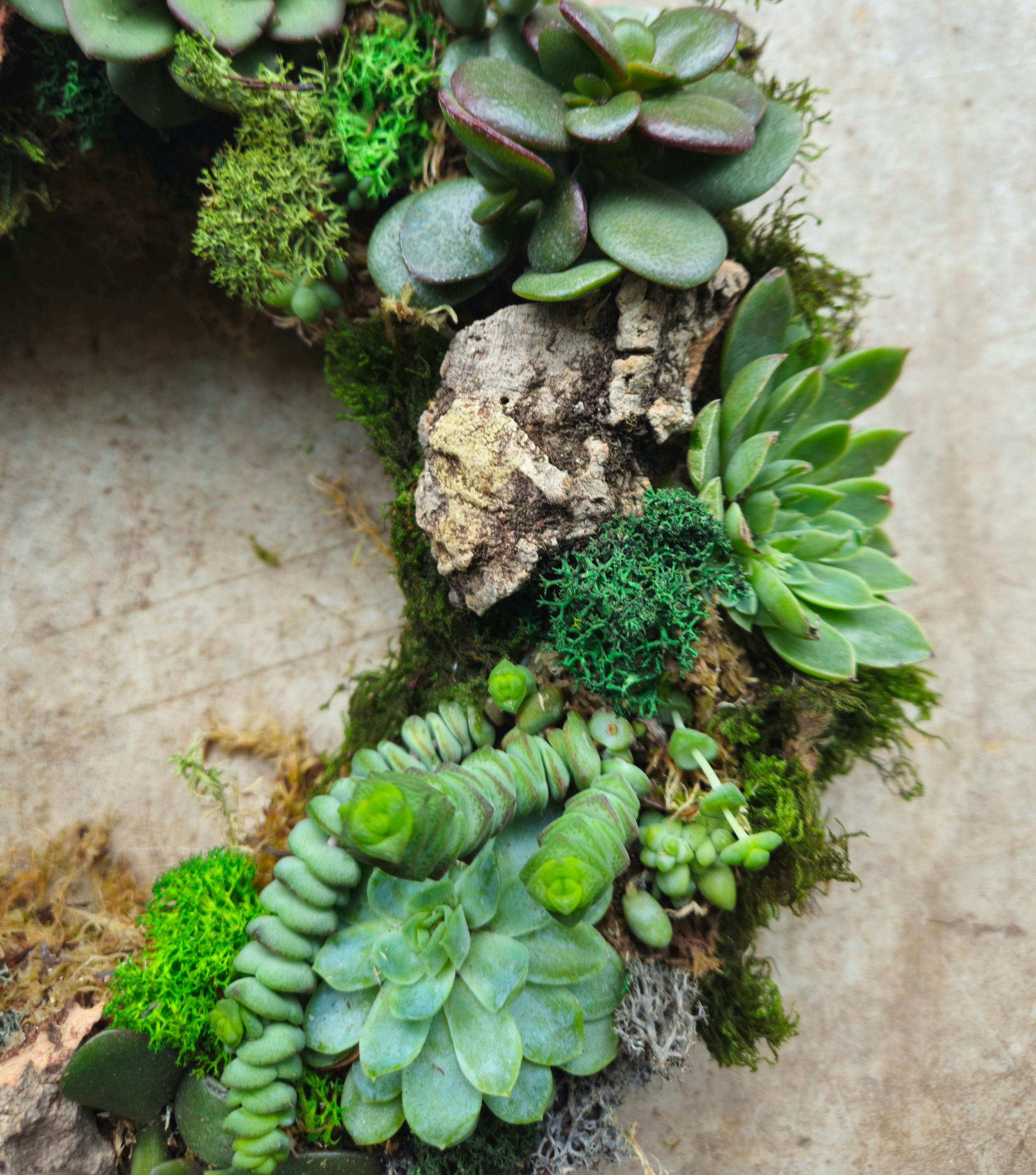 Succulent Living Wreath