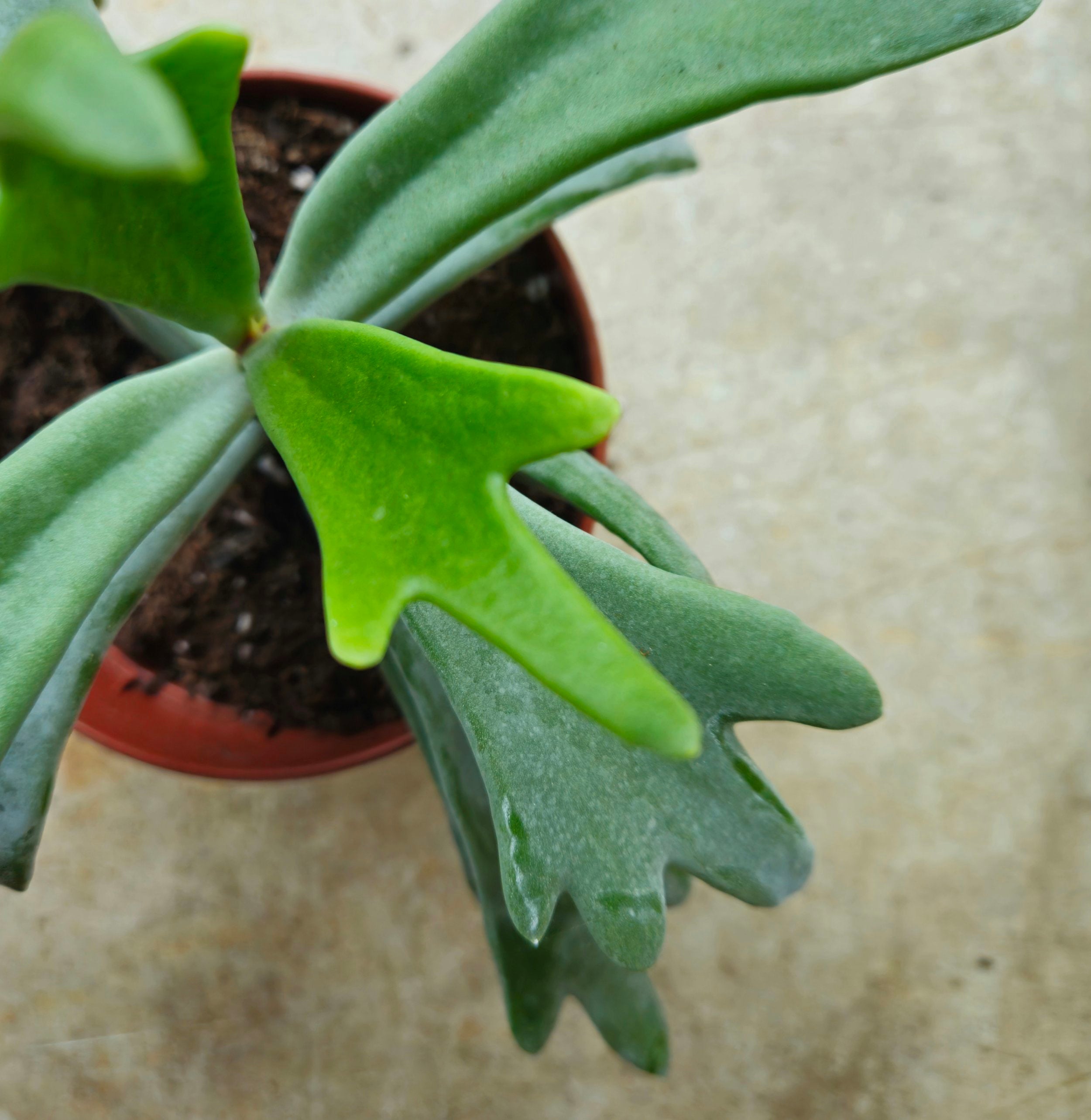 Cotyledon orbiculata &
