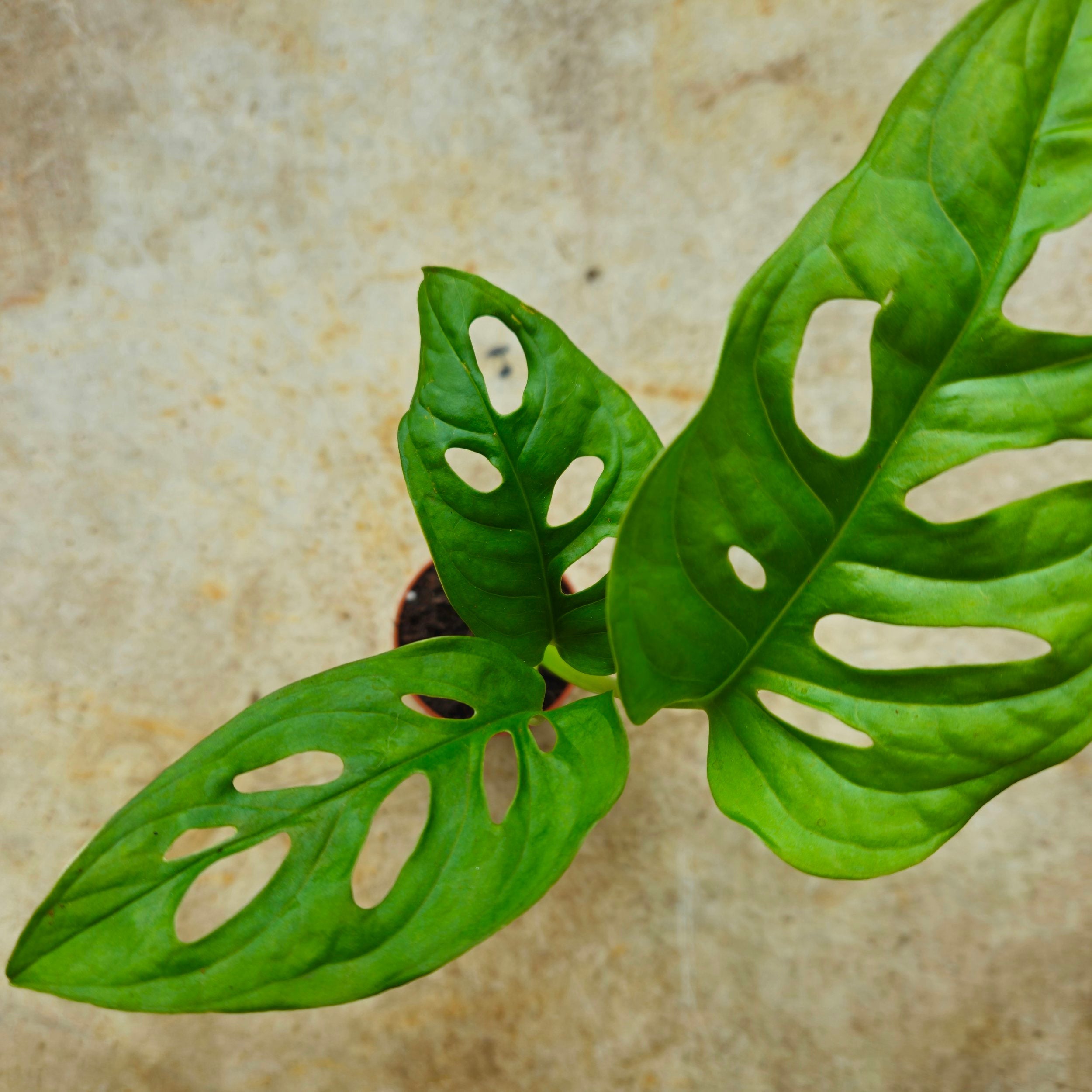 Monstera adansonii &