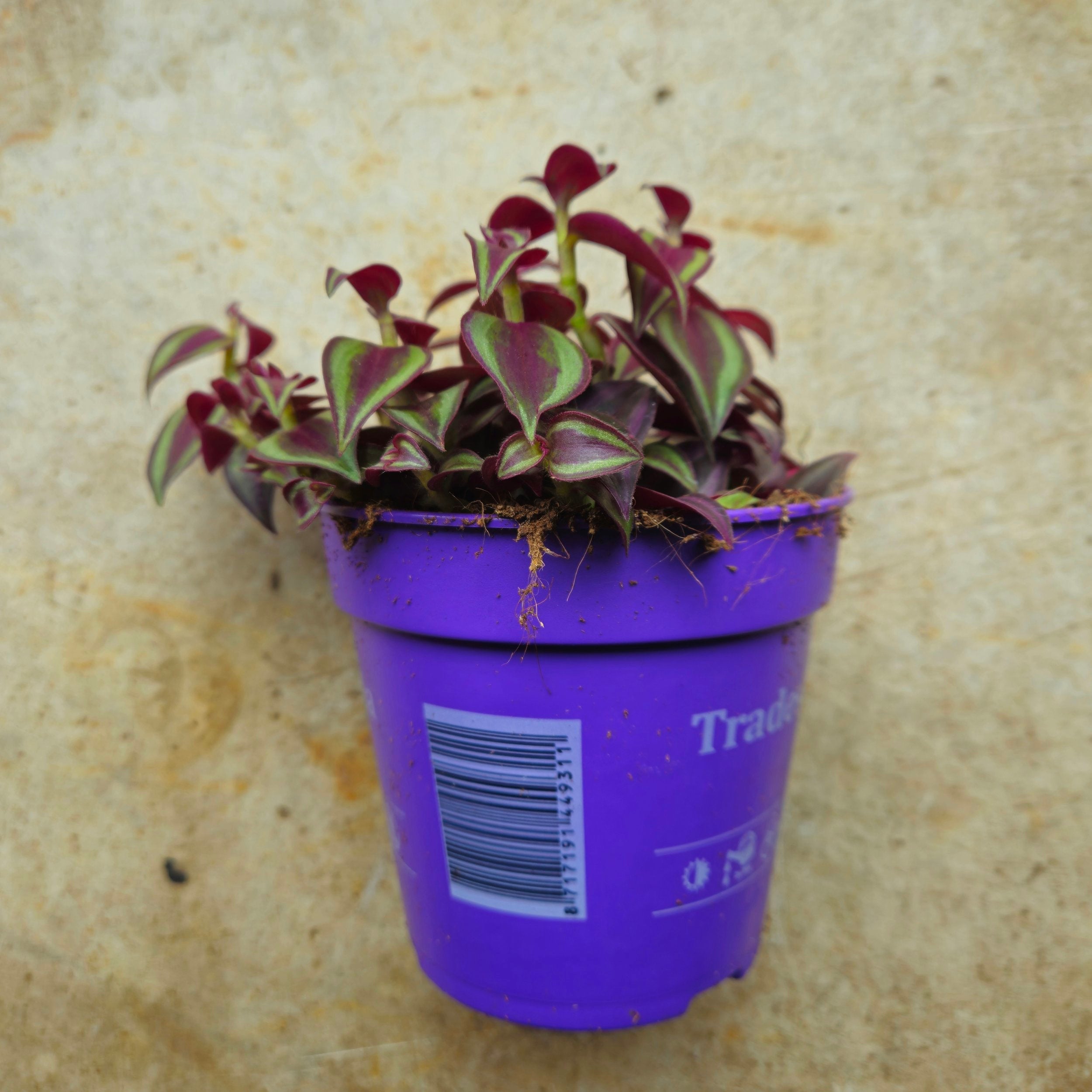 Tradescantia &