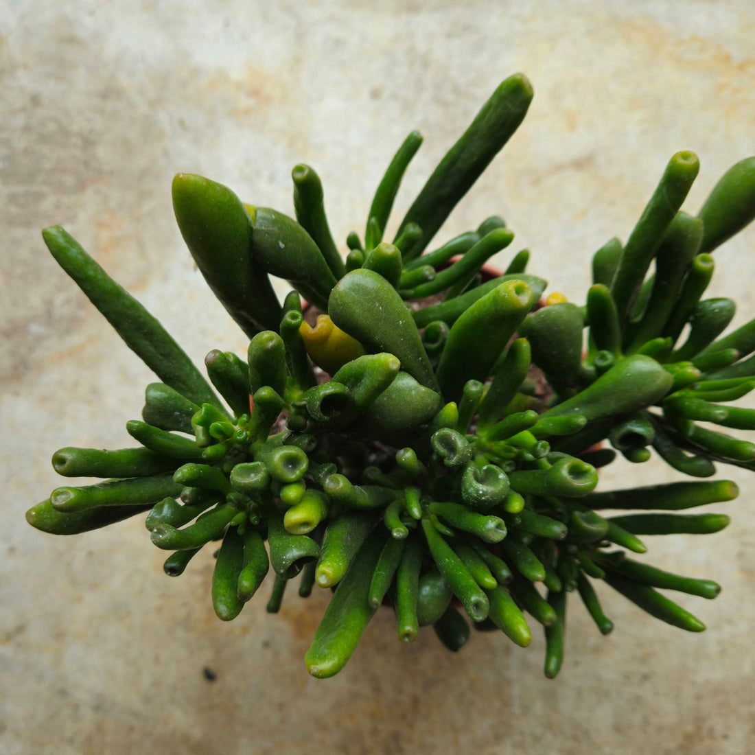 Crassula ovata &
