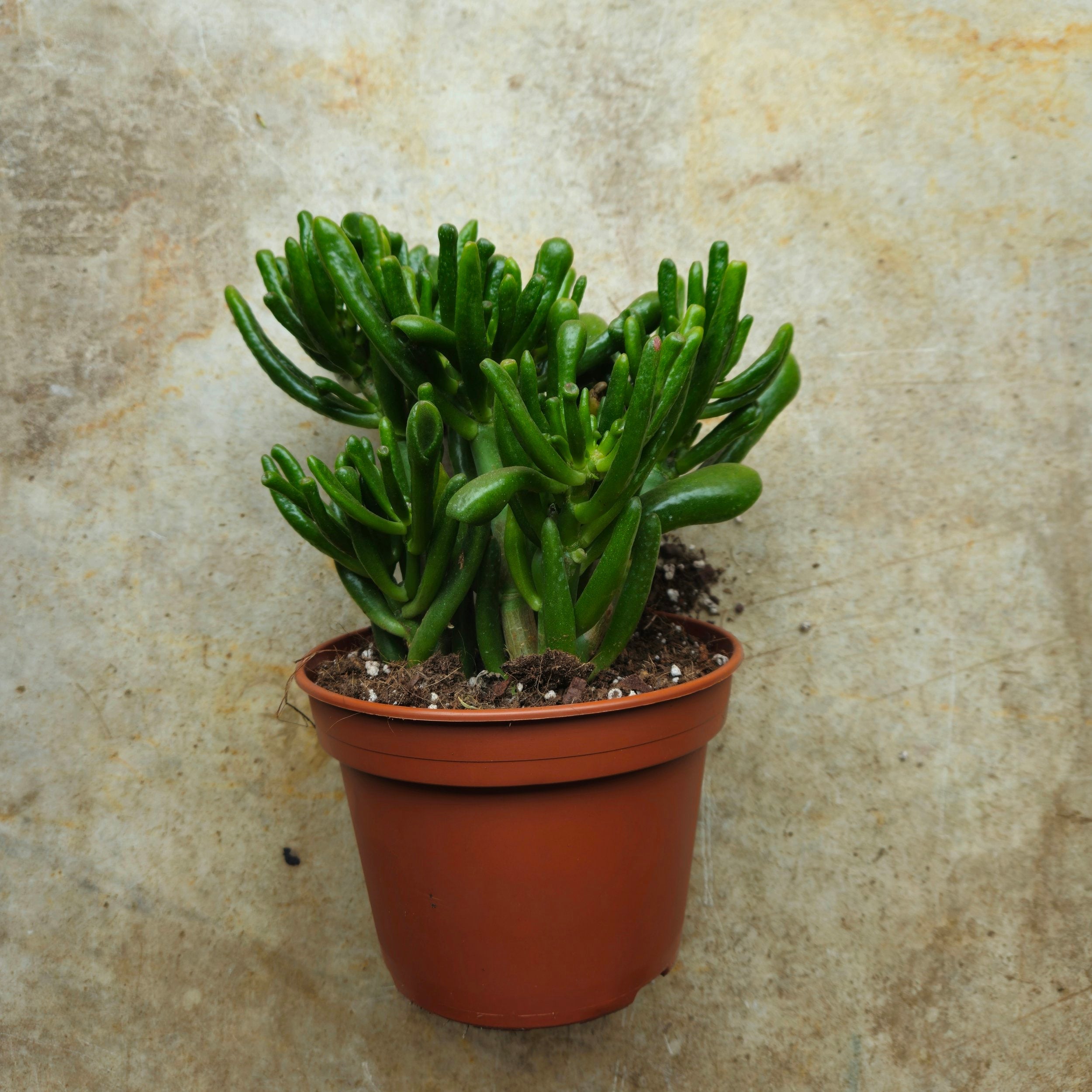 Crassula ovata &