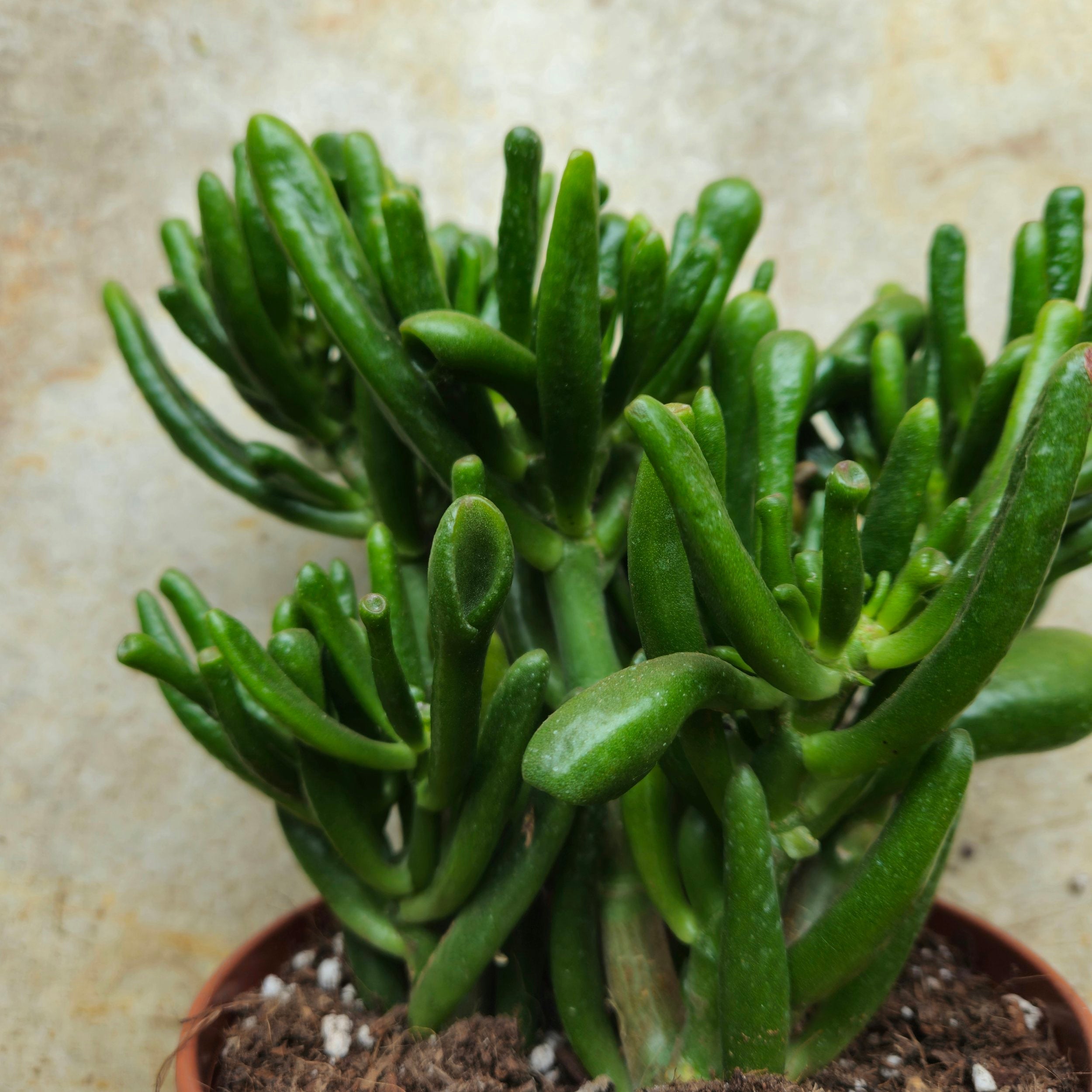 Crassula ovata &