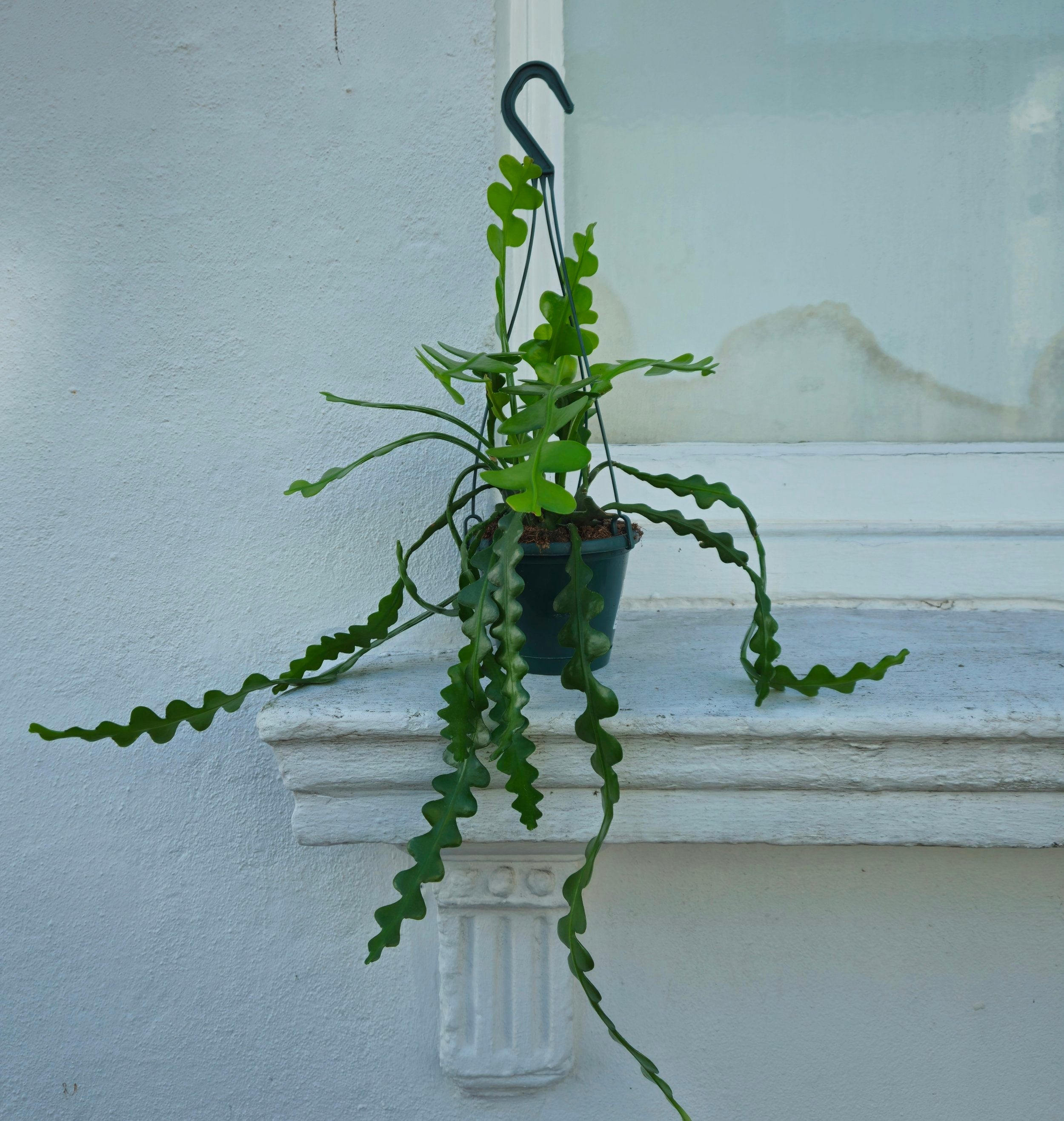 Disocactus anguliger syn. Epiphyllum anguliger (Fishbone Cactus)- Multiple sizes