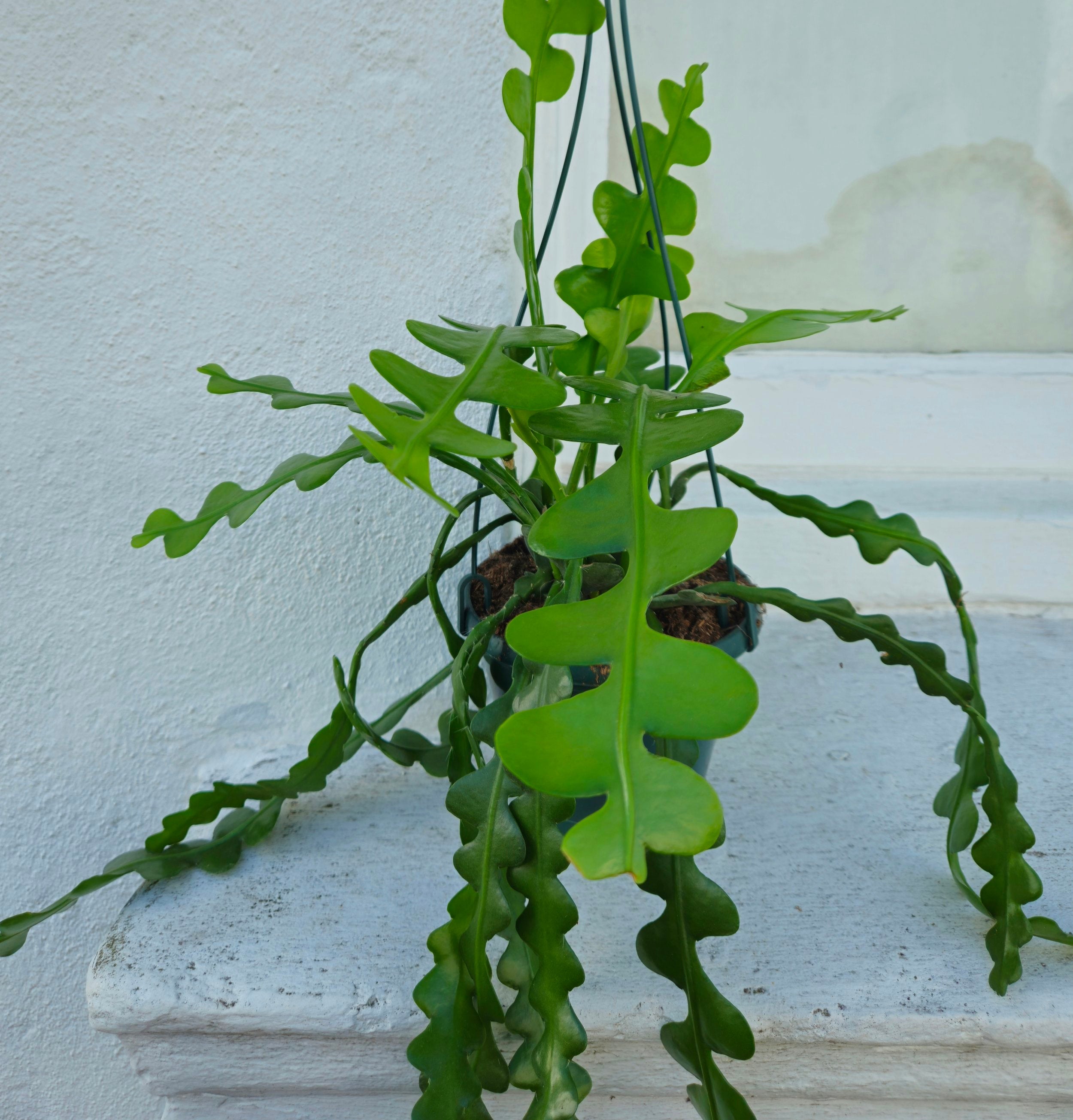 Disocactus anguliger syn. Epiphyllum anguliger (Fishbone Cactus)- Multiple sizes
