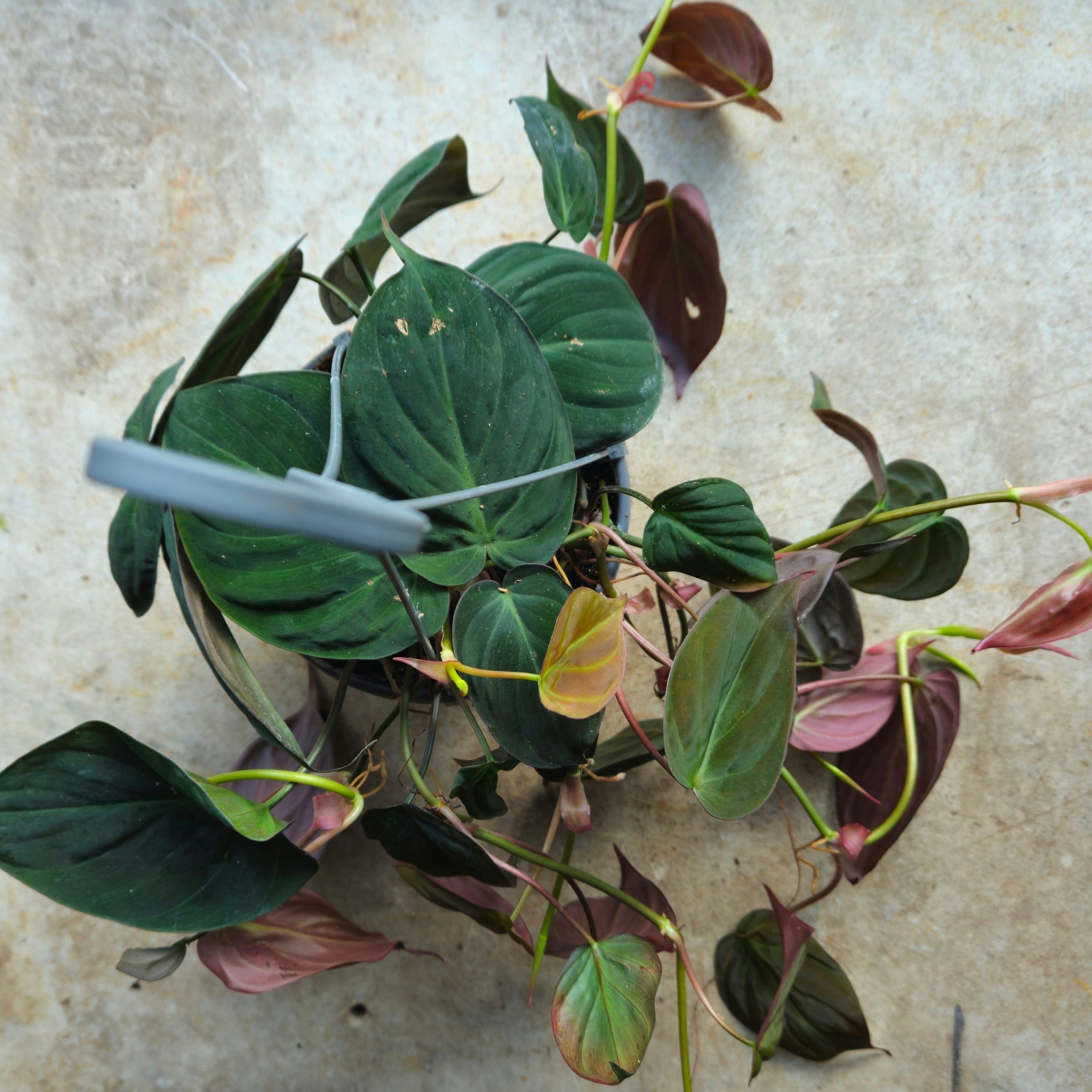 Philodendron hederaceum var. hederaceum (Philodendron Micans)