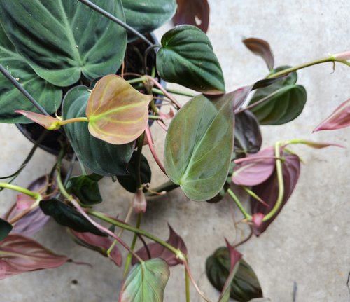 Philodendron hederaceum var. hederaceum (Philodendron Micans)