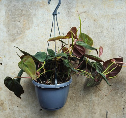 Philodendron hederaceum var. hederaceum (Philodendron Micans)