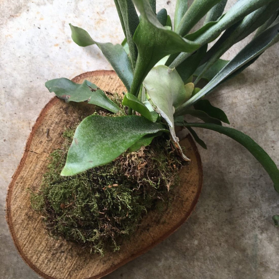 Epiphyte Staghorn Fern mounted on wood