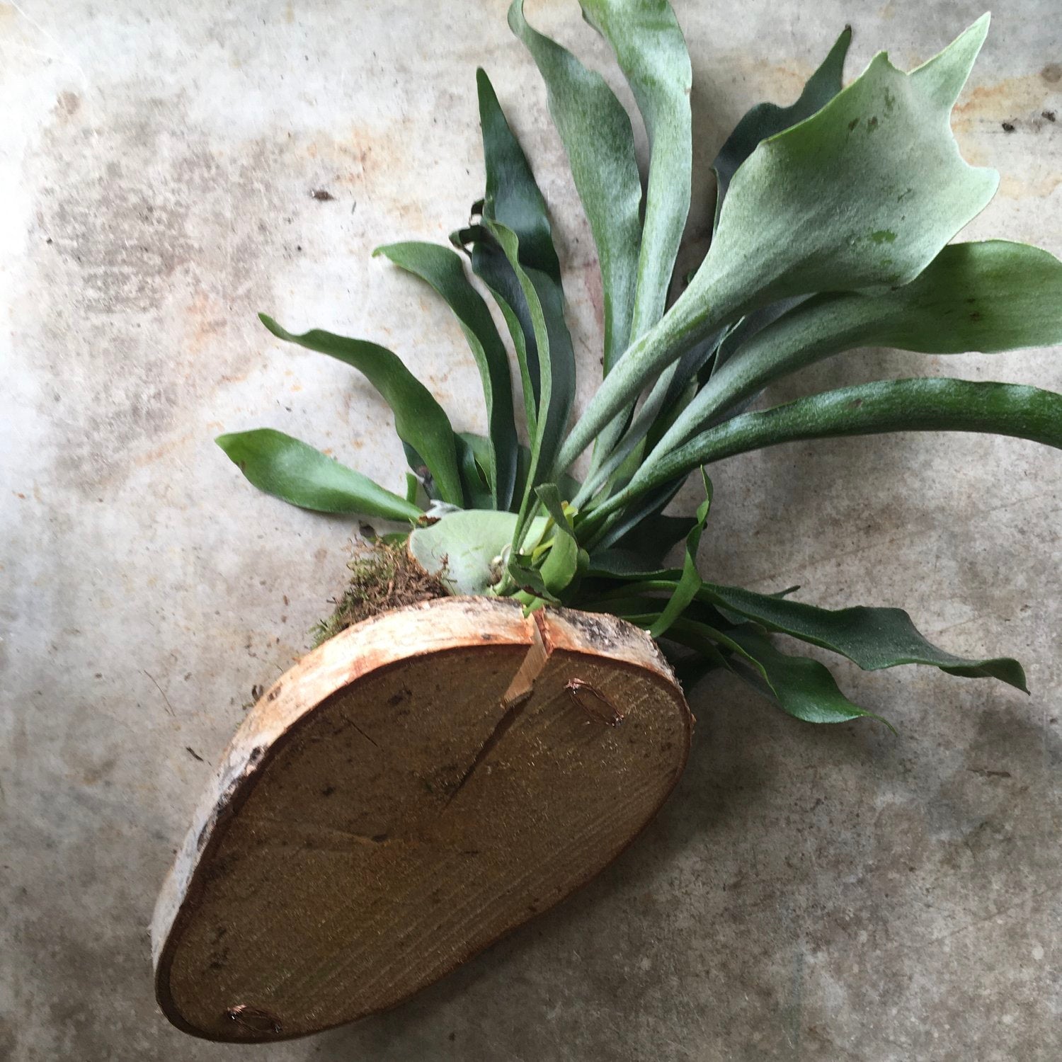 Epiphyte Staghorn Fern mounted on wood