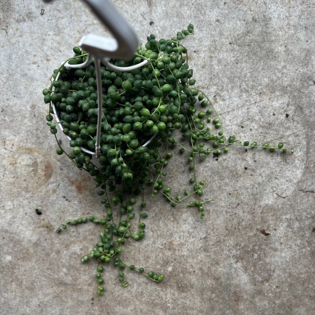 Curio rowleyanus syn. Senecio rowleyanus (String of beads/pearls) Various sizes