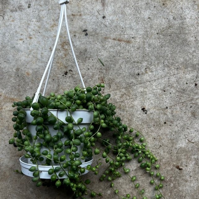 Curio rowleyanus syn. Senecio rowleyanus (String of beads/pearls) Various sizes