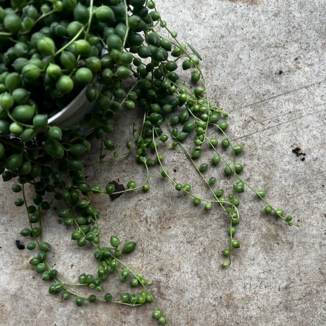 Curio rowleyanus syn. Senecio rowleyanus (String of beads/pearls) Various sizes