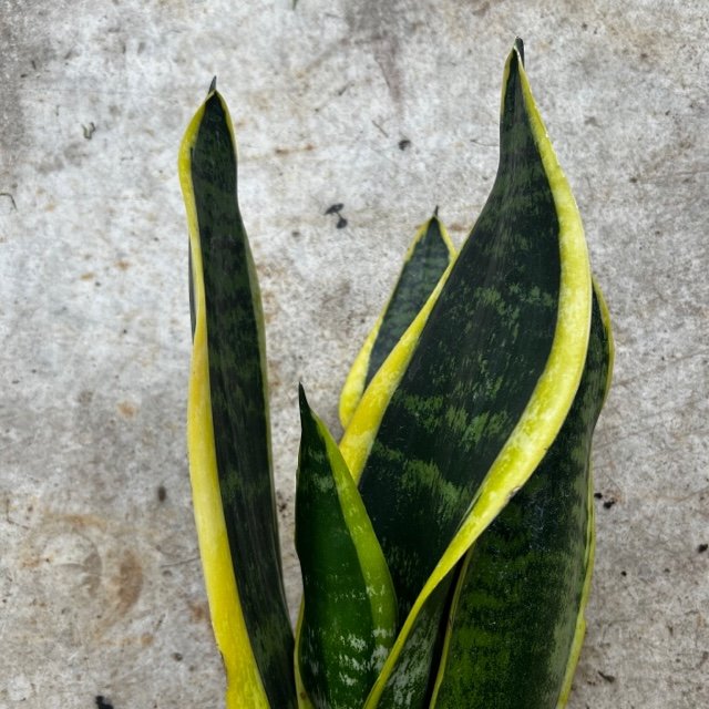 Sansevieria &
