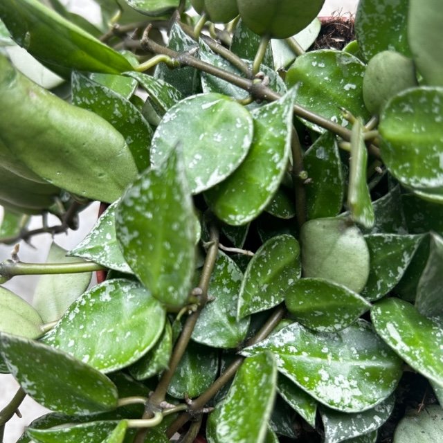 Hoya krohniana pubicalyx &