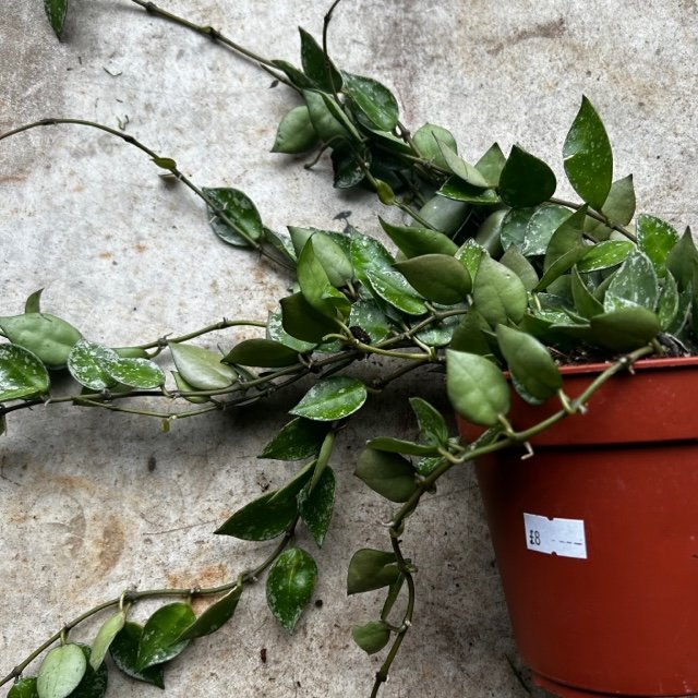Hoya krohniana pubicalyx &