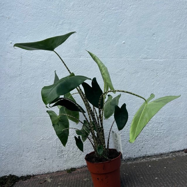 Alocasia zebrina (Elephant ear)