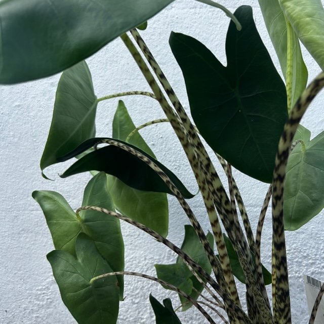 Alocasia zebrina (Elephant ear)