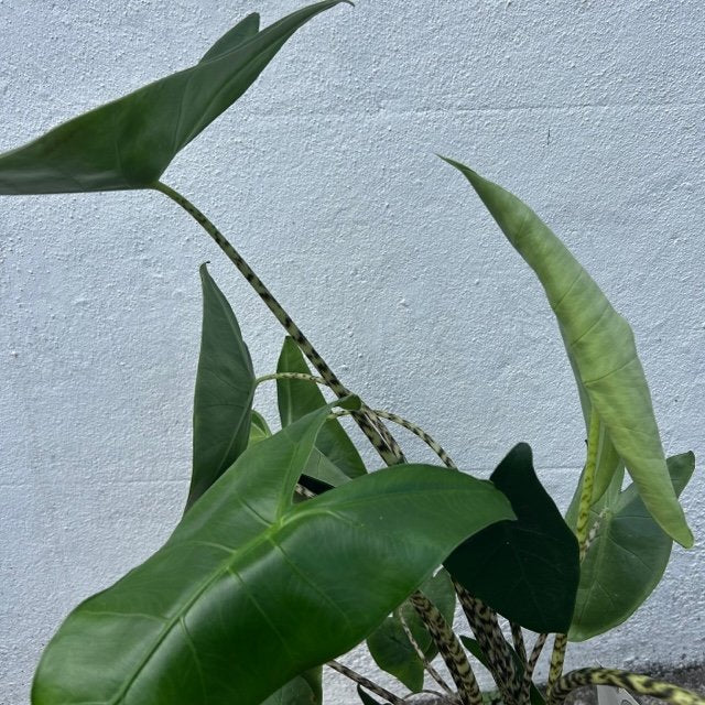 Alocasia zebrina (Elephant ear)