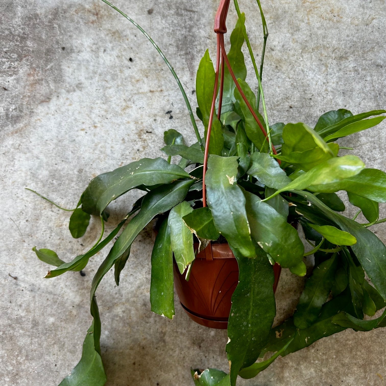 Epiphyllum pumilum (Orchid cactus) in hanging pot