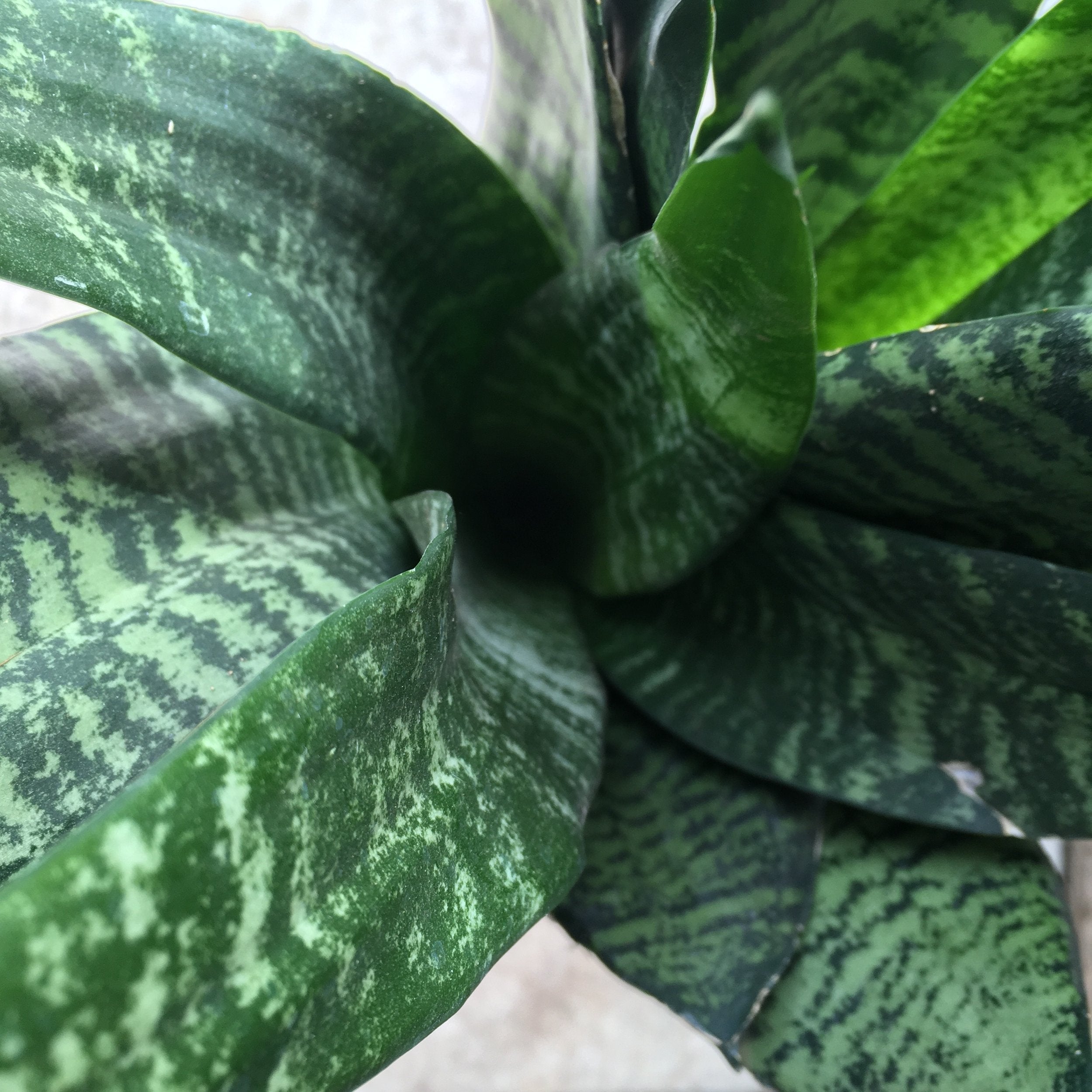 Sansevieria trifasciata &