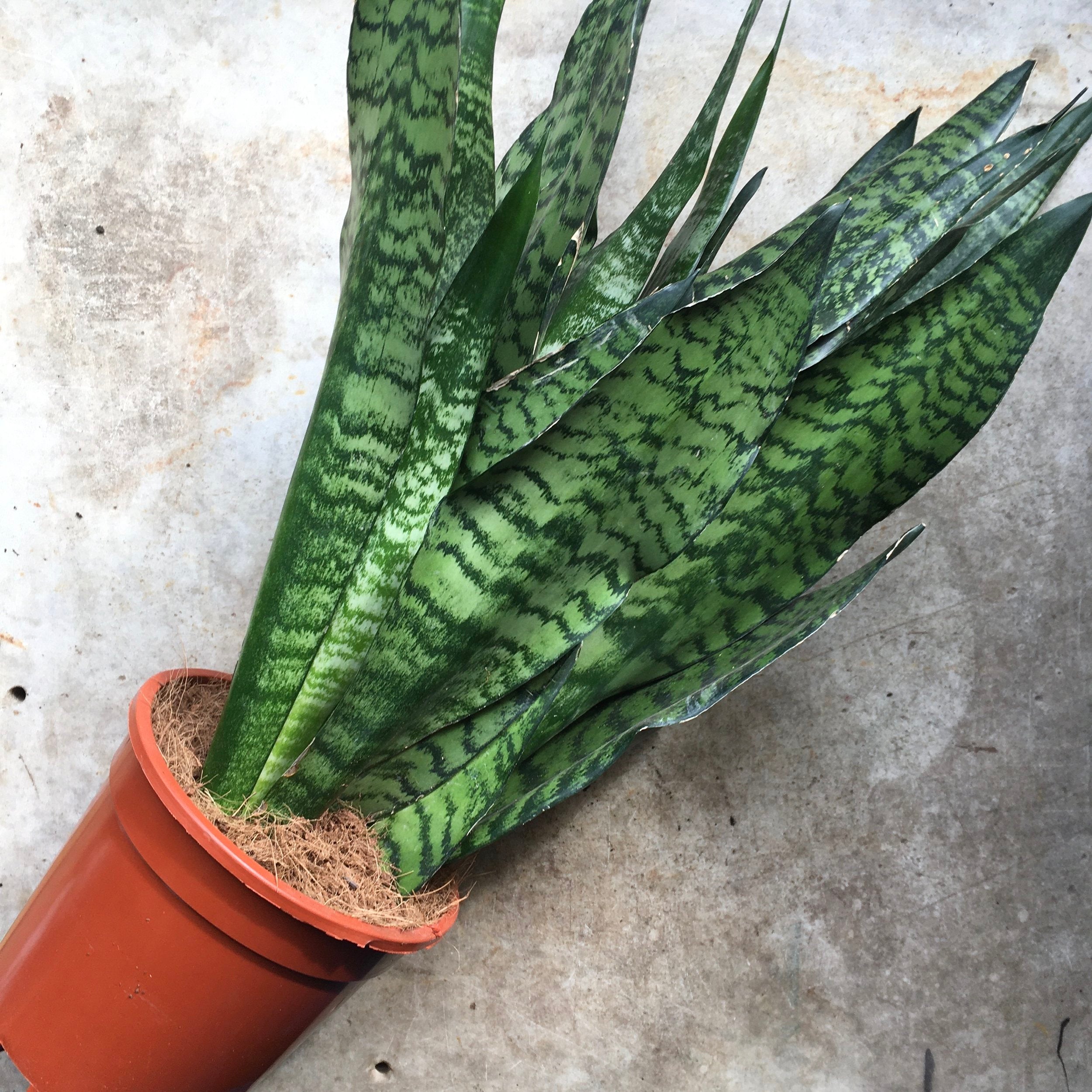 Sansevieria trifasciata &