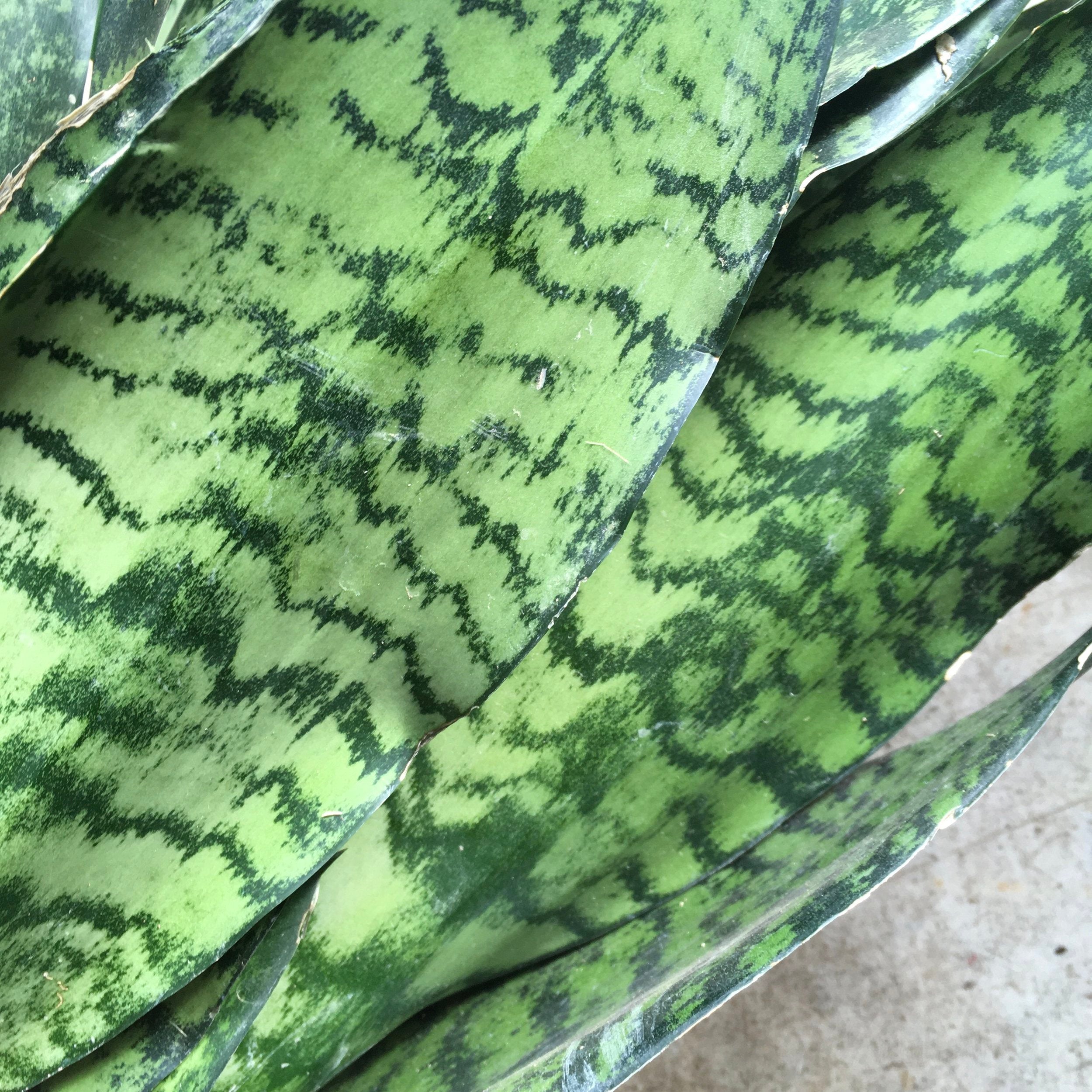 Sansevieria trifasciata &