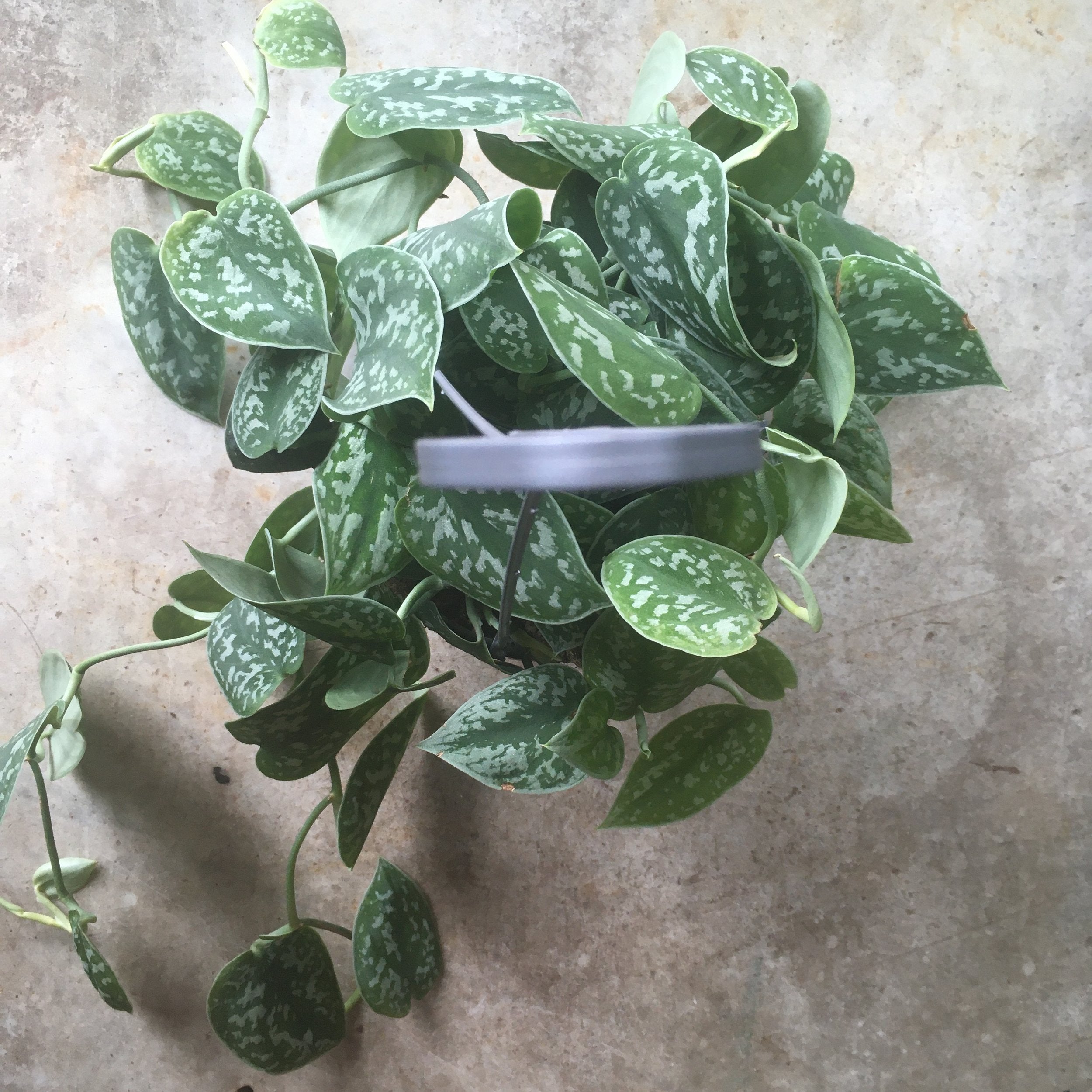 Scindapsus pictus &