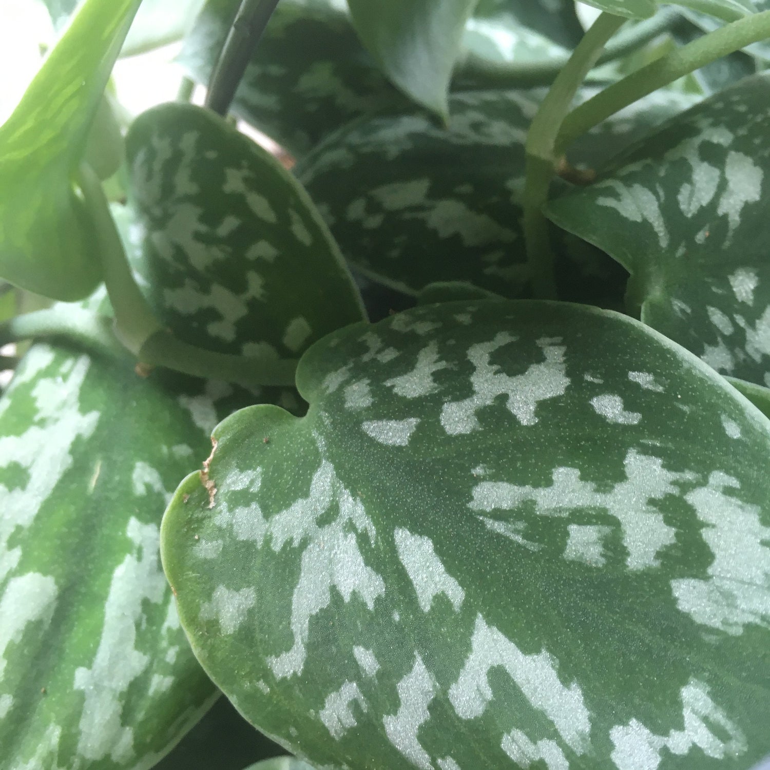 Scindapsus pictus &