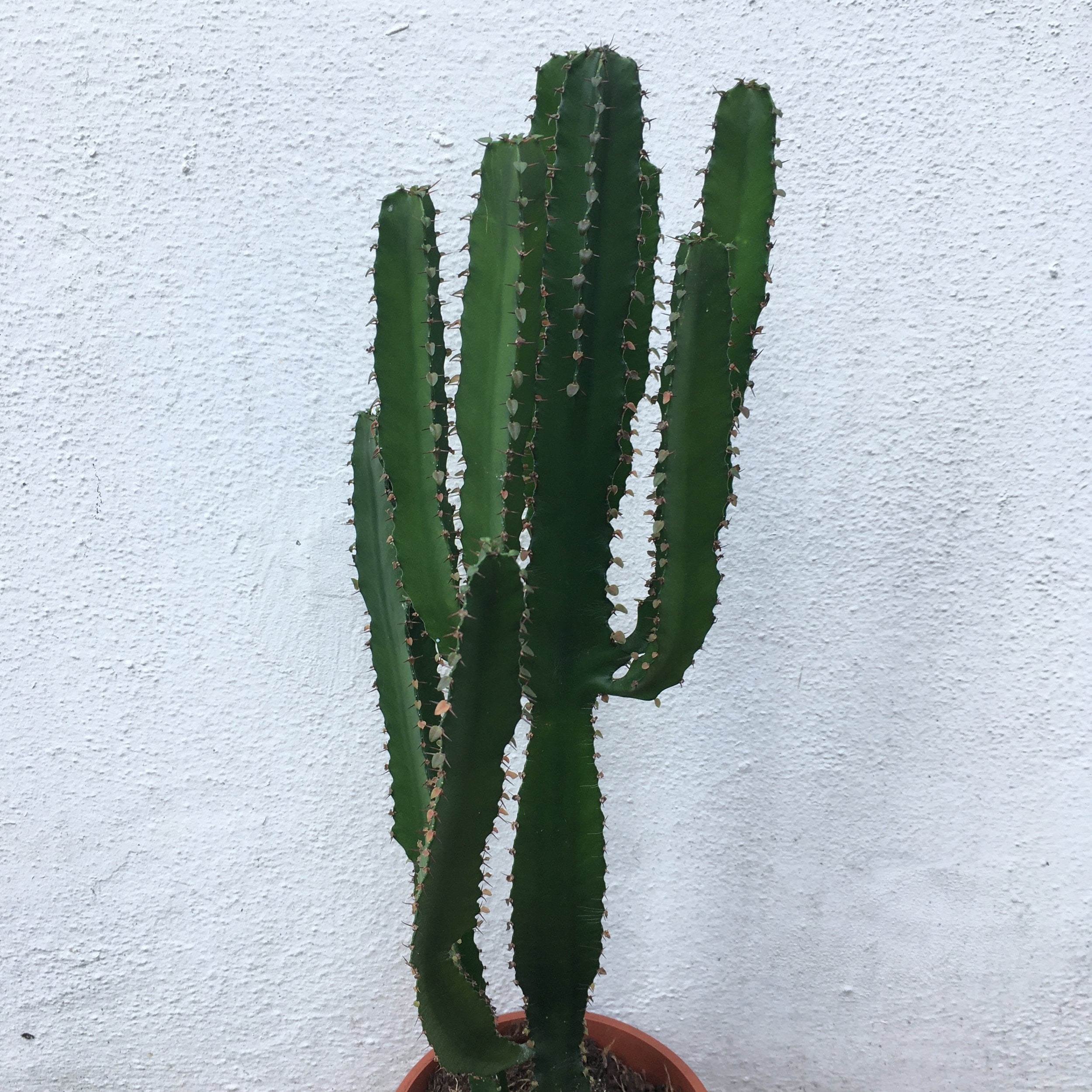 Euphorbia triangularis (African milk tree- Succulent tree)