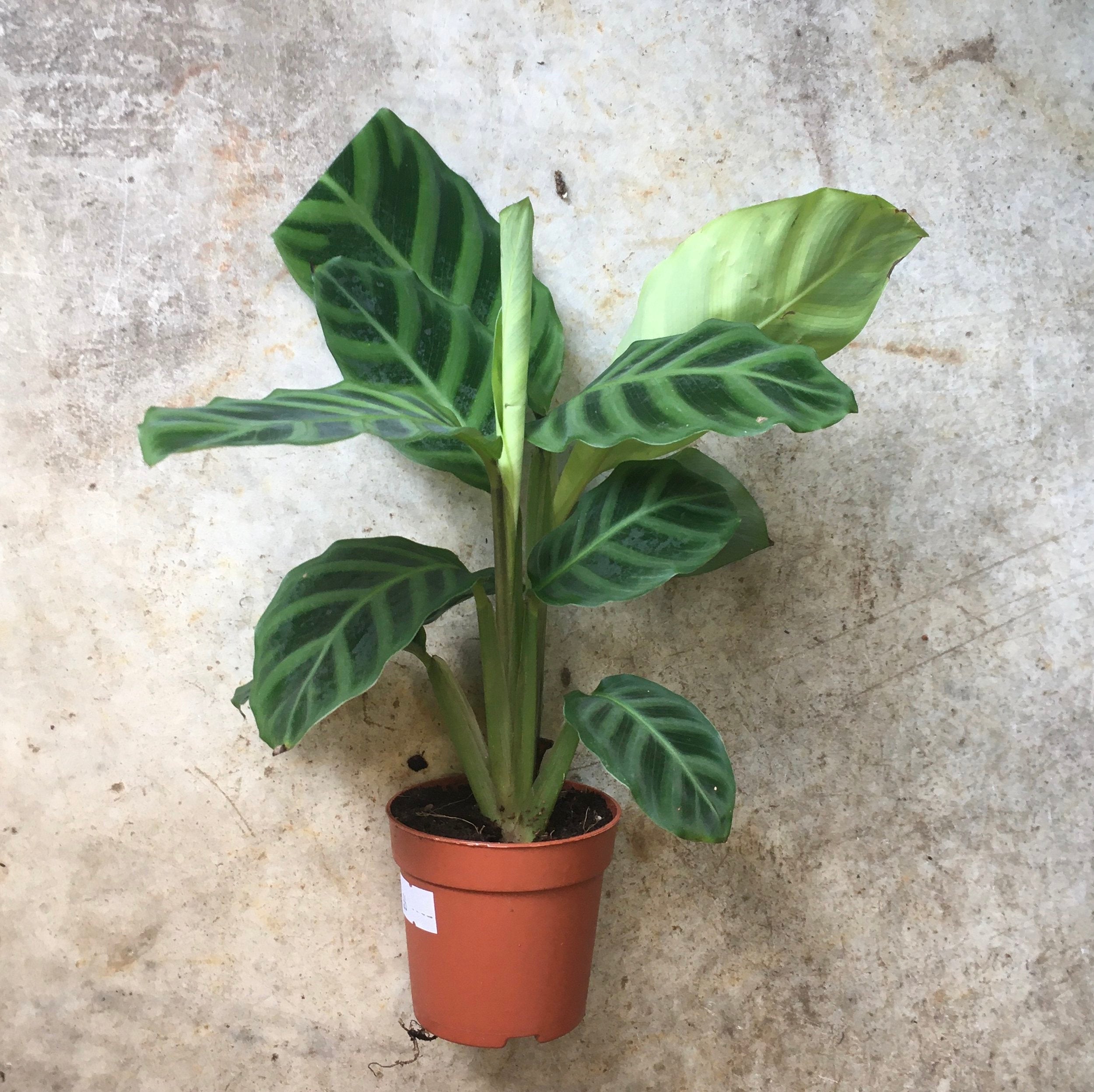 Goeppertia zebrina syn. Calathea zebrina (Zebra Plant/ Prayer Plant)
