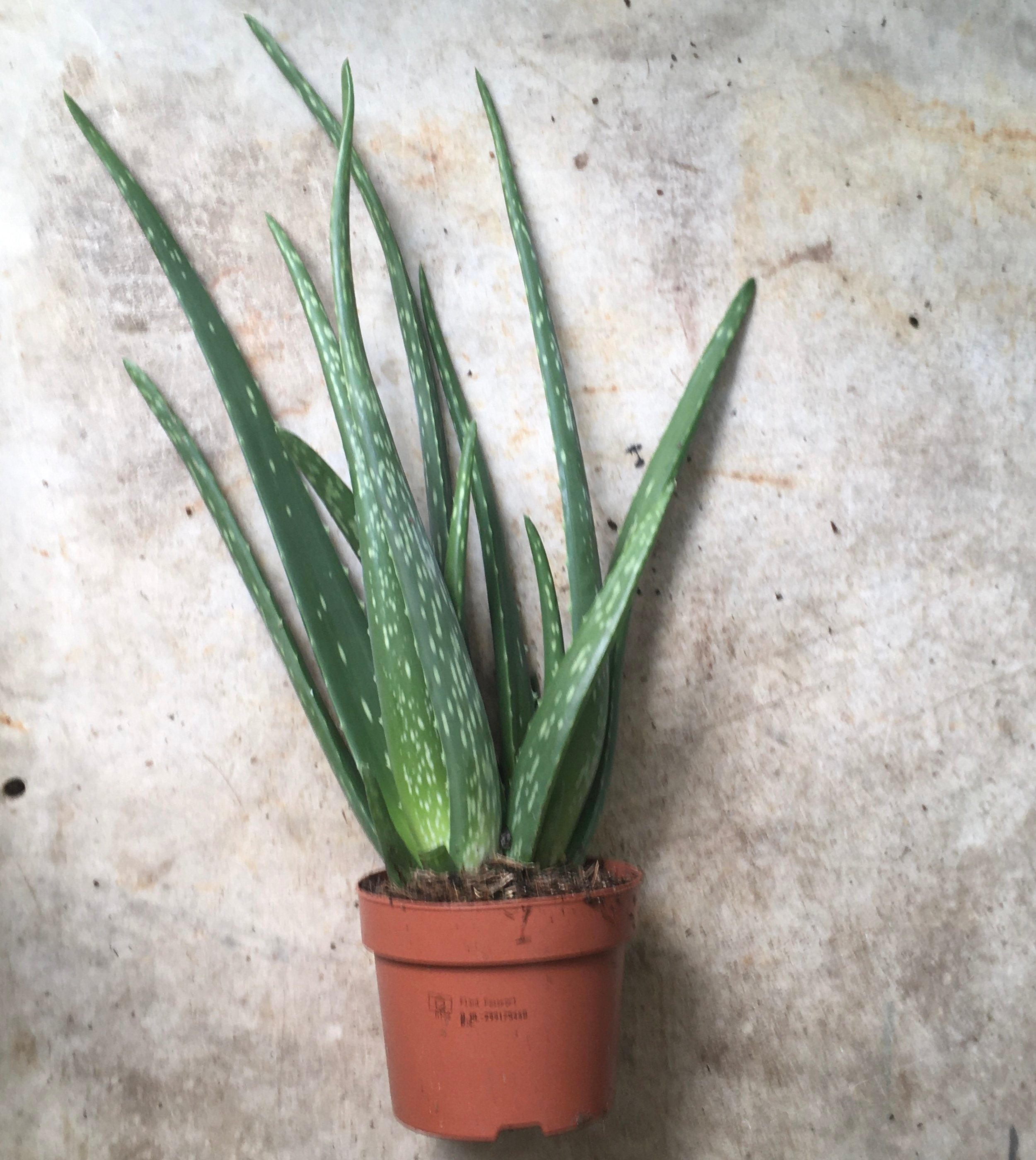 Aloe vera (Succulent plant)