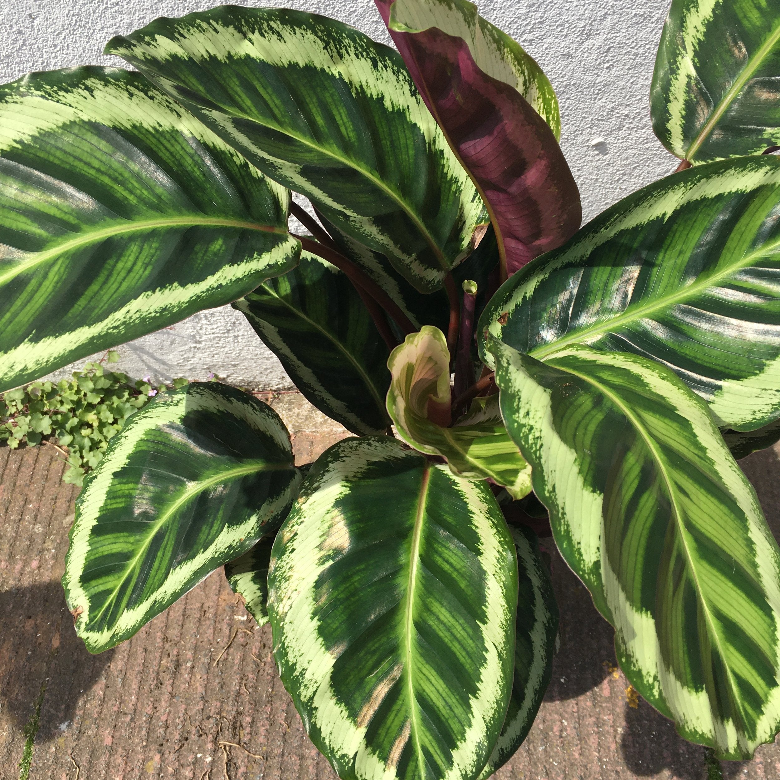 Goeppertia veitchiana &