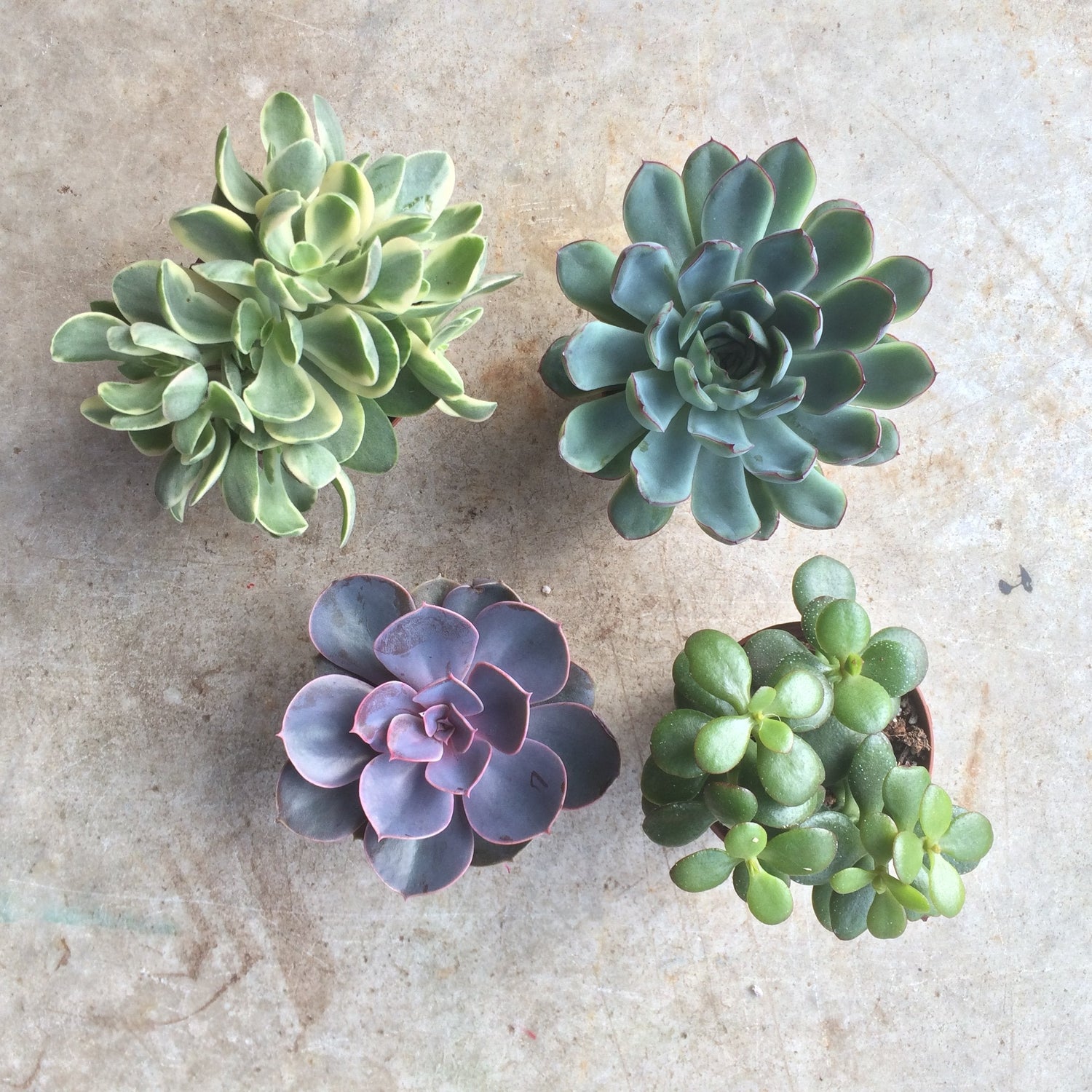 PAY AS YOU GO PLANT AND POT SUBSCRIPTION