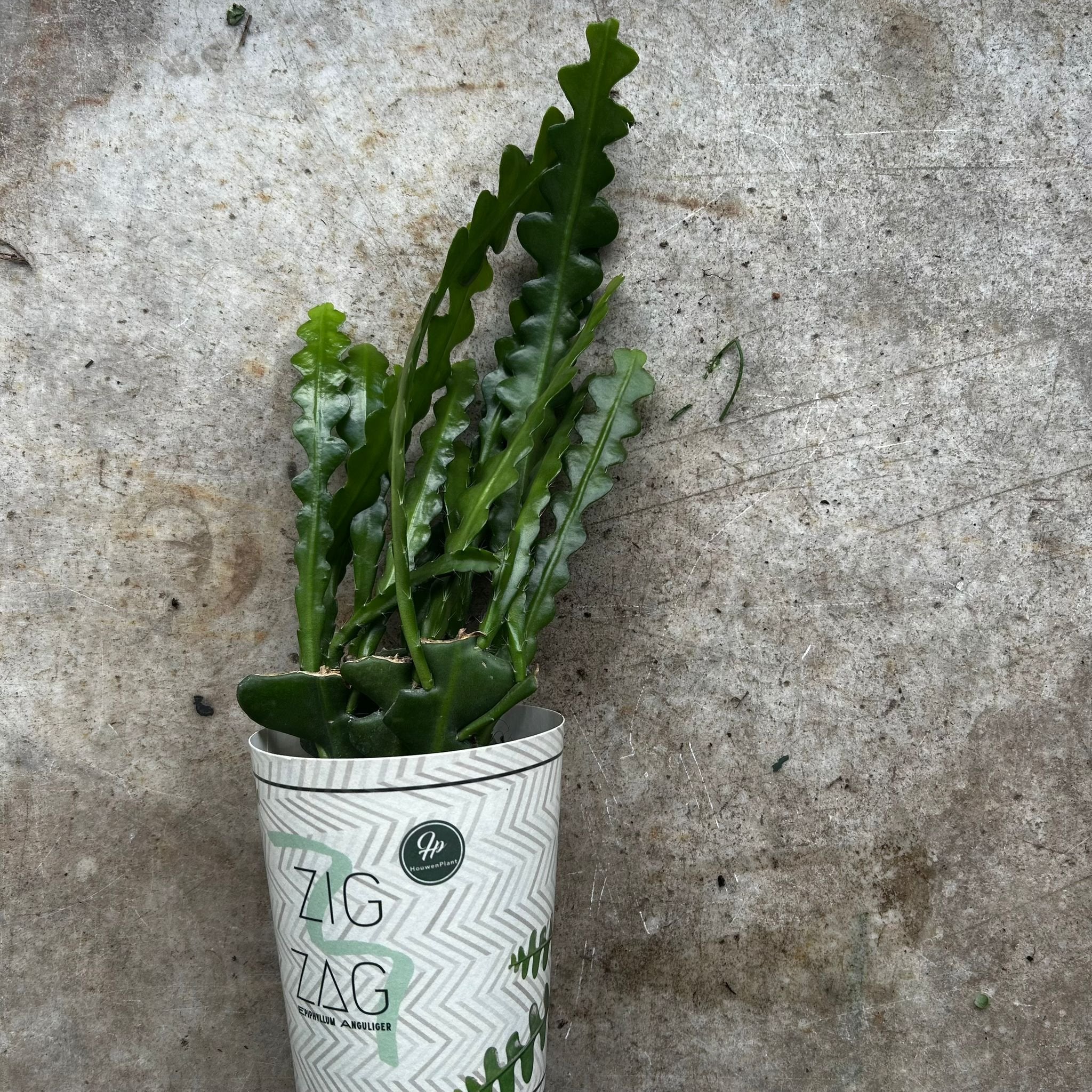 Disocactus anguliger syn. Epiphyllum anguliger (Fishbone Cactus)- Multiple sizes