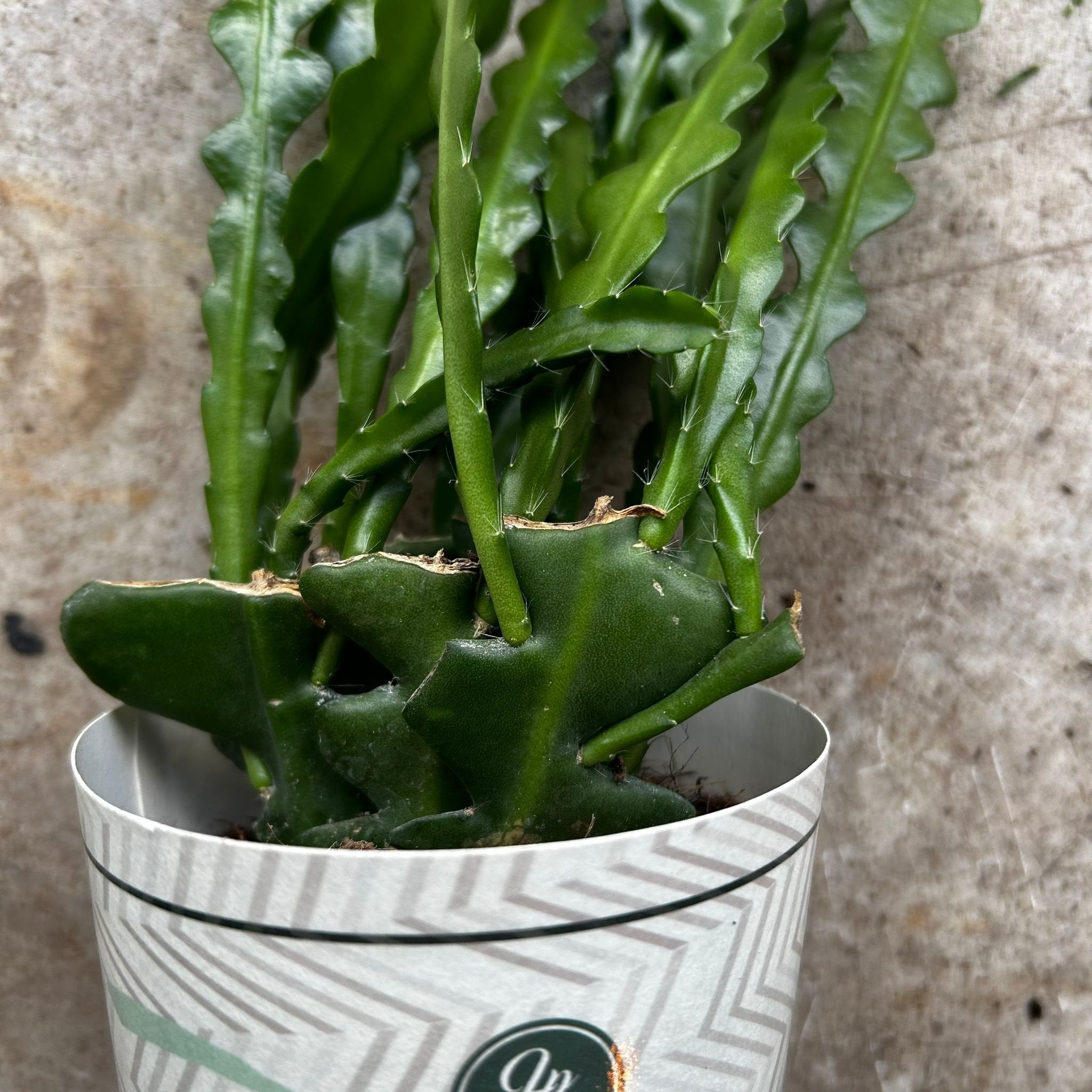 Disocactus anguliger syn. Epiphyllum anguliger (Fishbone Cactus)- Multiple sizes