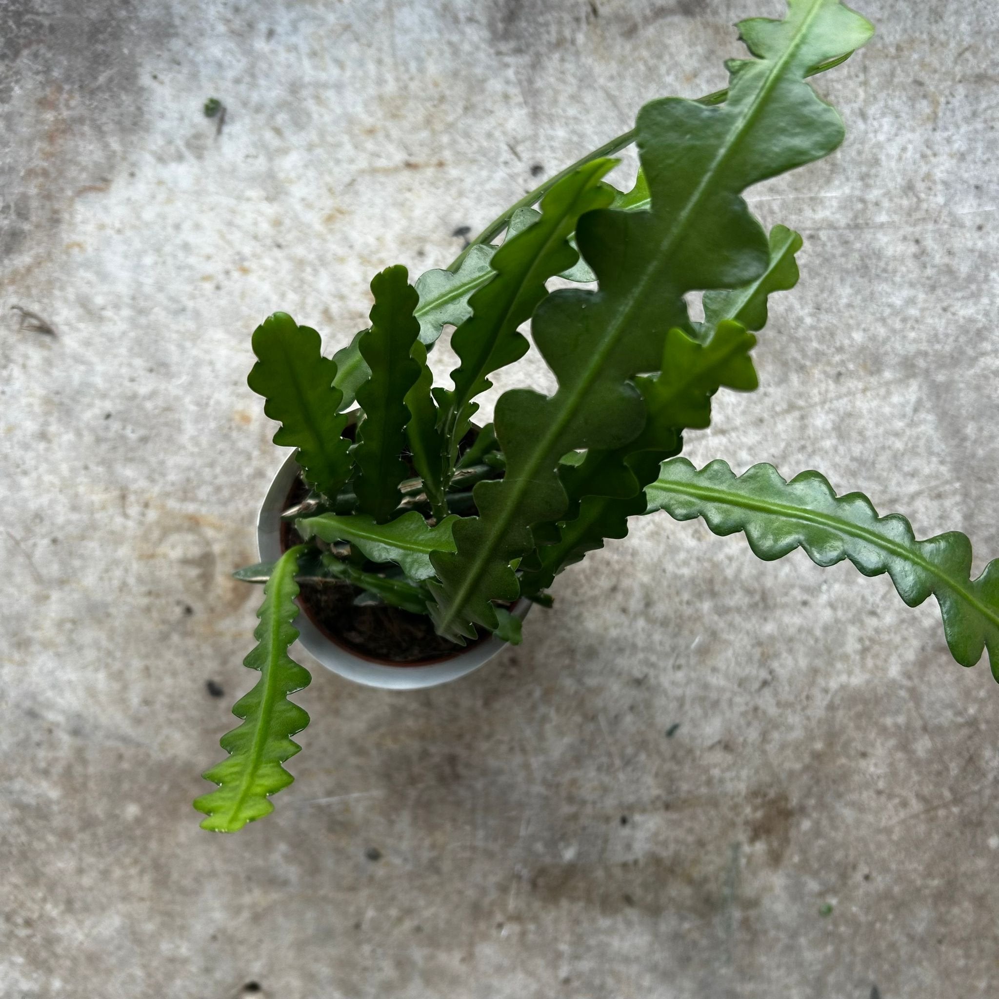 Disocactus anguliger syn. Epiphyllum anguliger (Fishbone Cactus)- Multiple sizes