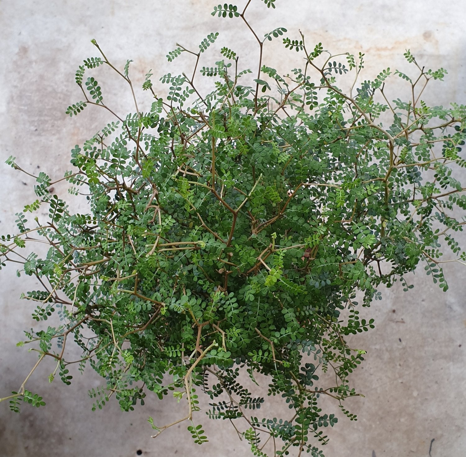 Sophora Prostrata &