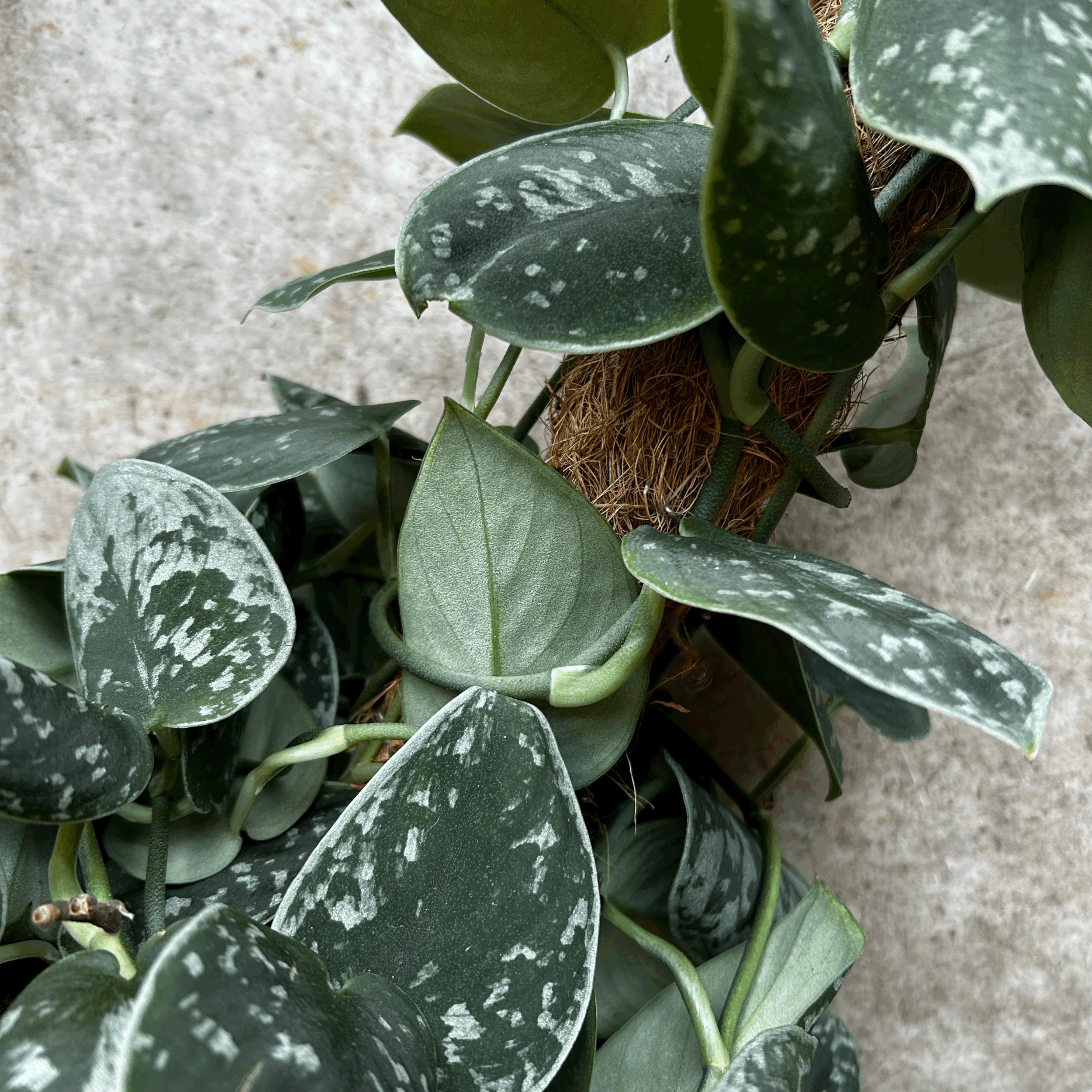 Scindapsus pictus &