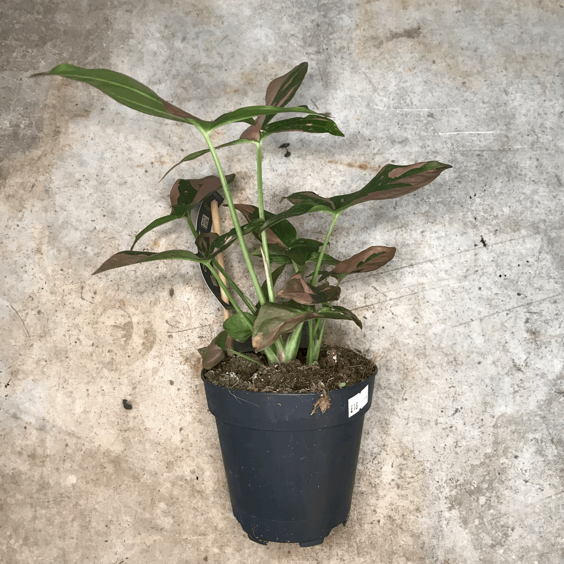 Syngonium podophyllum &