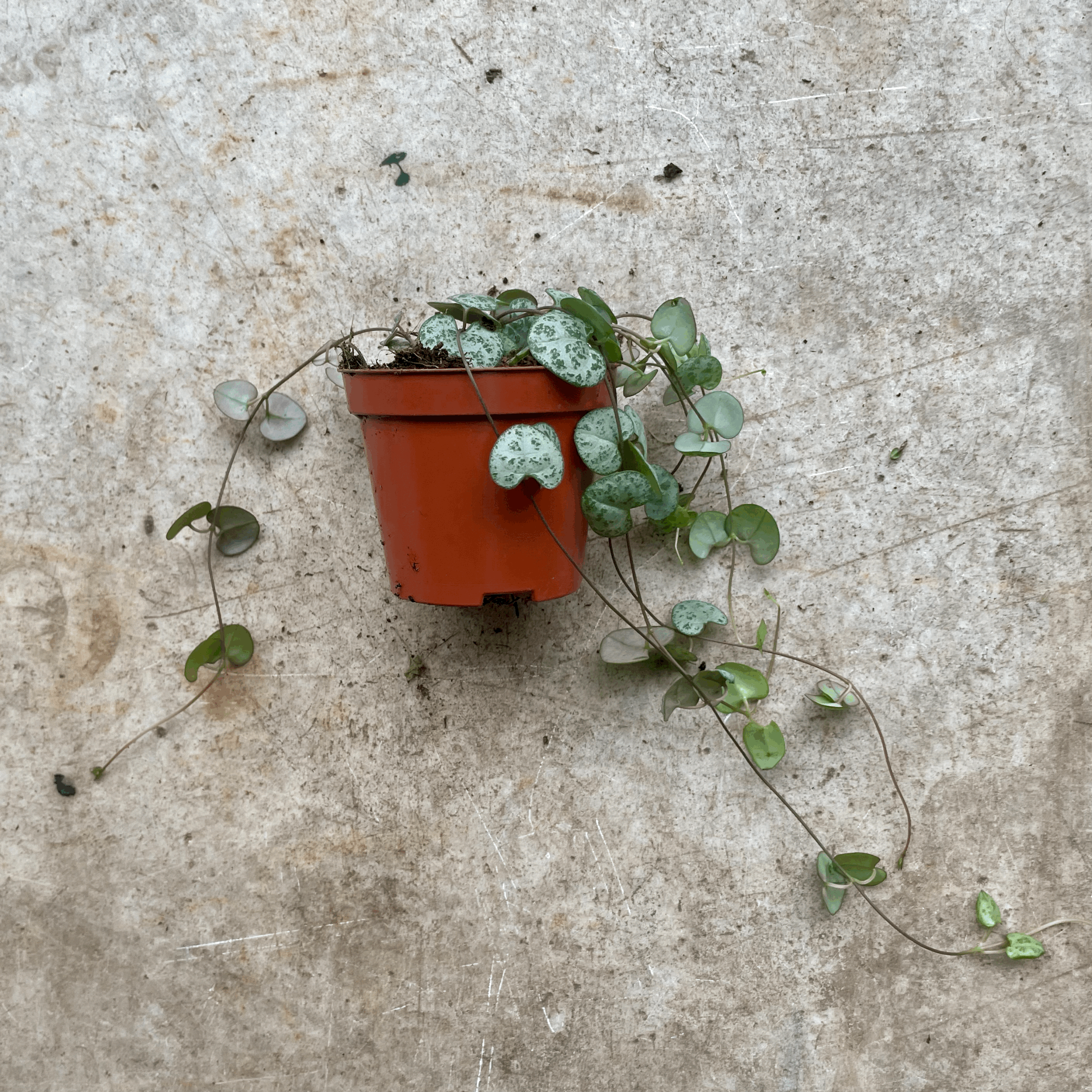 Ceropegia woodii (String of Hearts / Rosary vine)