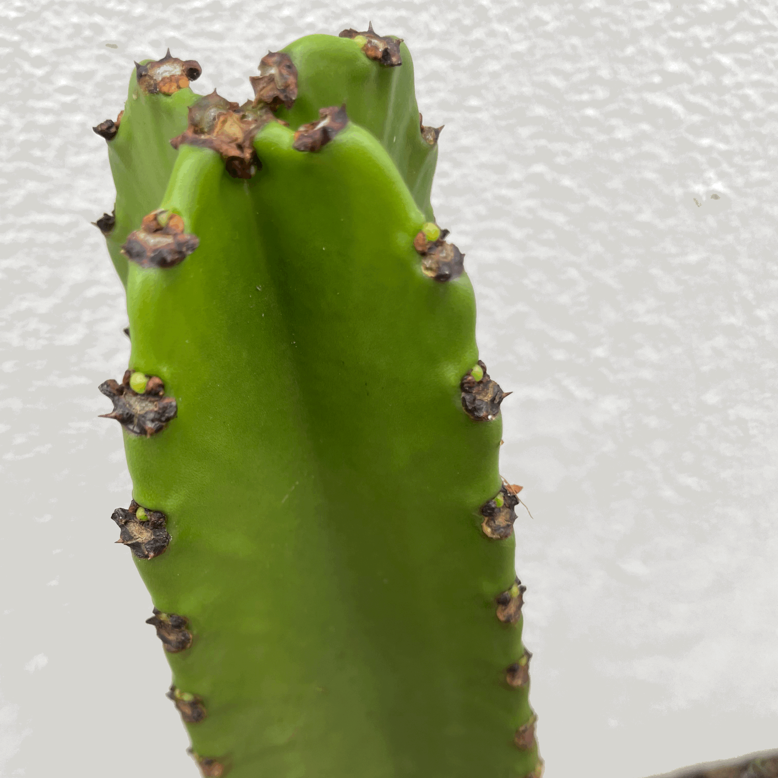 Euphorbia ingens (large desert/cowboy style cactus)